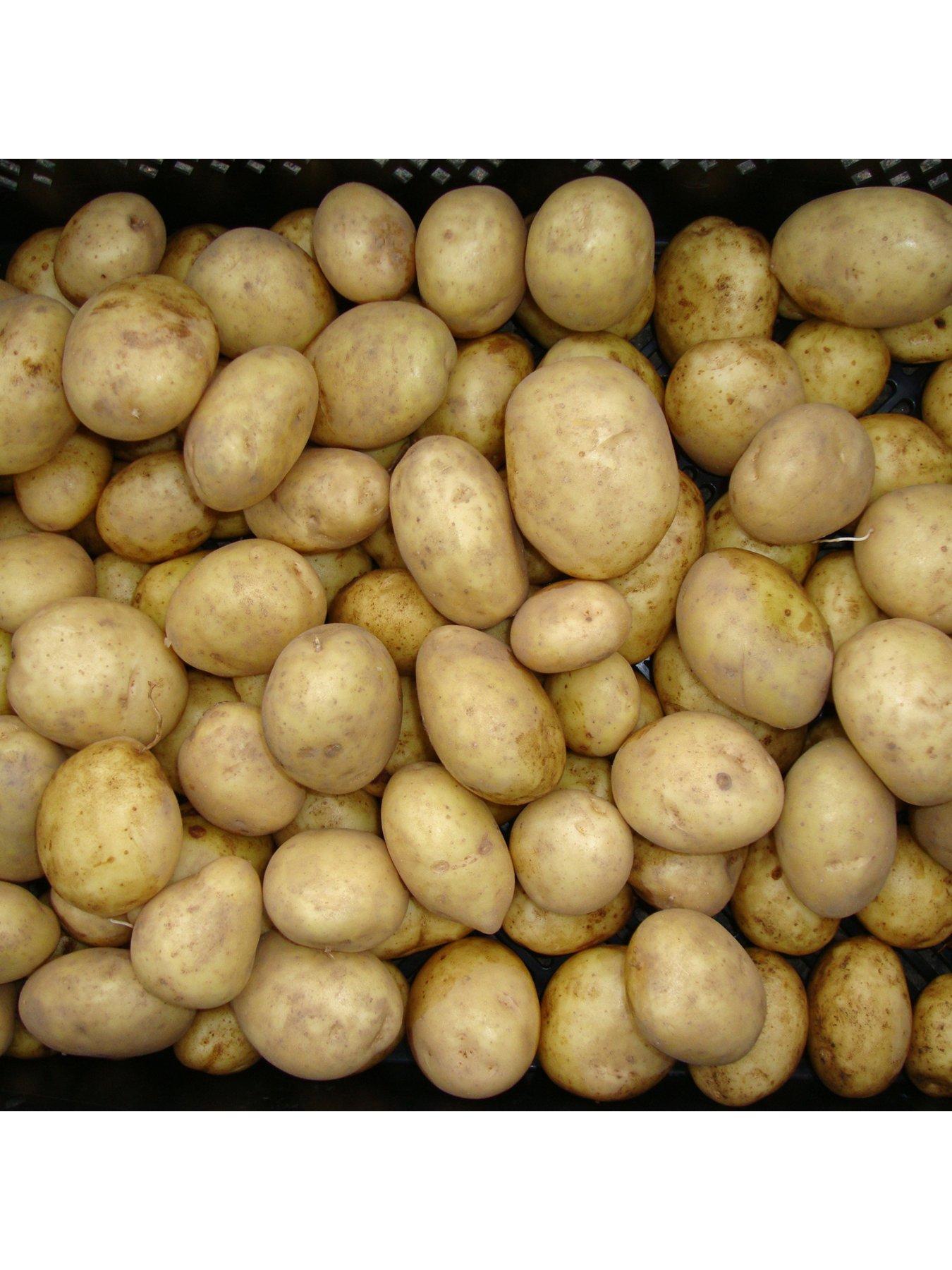 You Garden Seed Potato Maris Piper (Maincrop) - 2.5kg