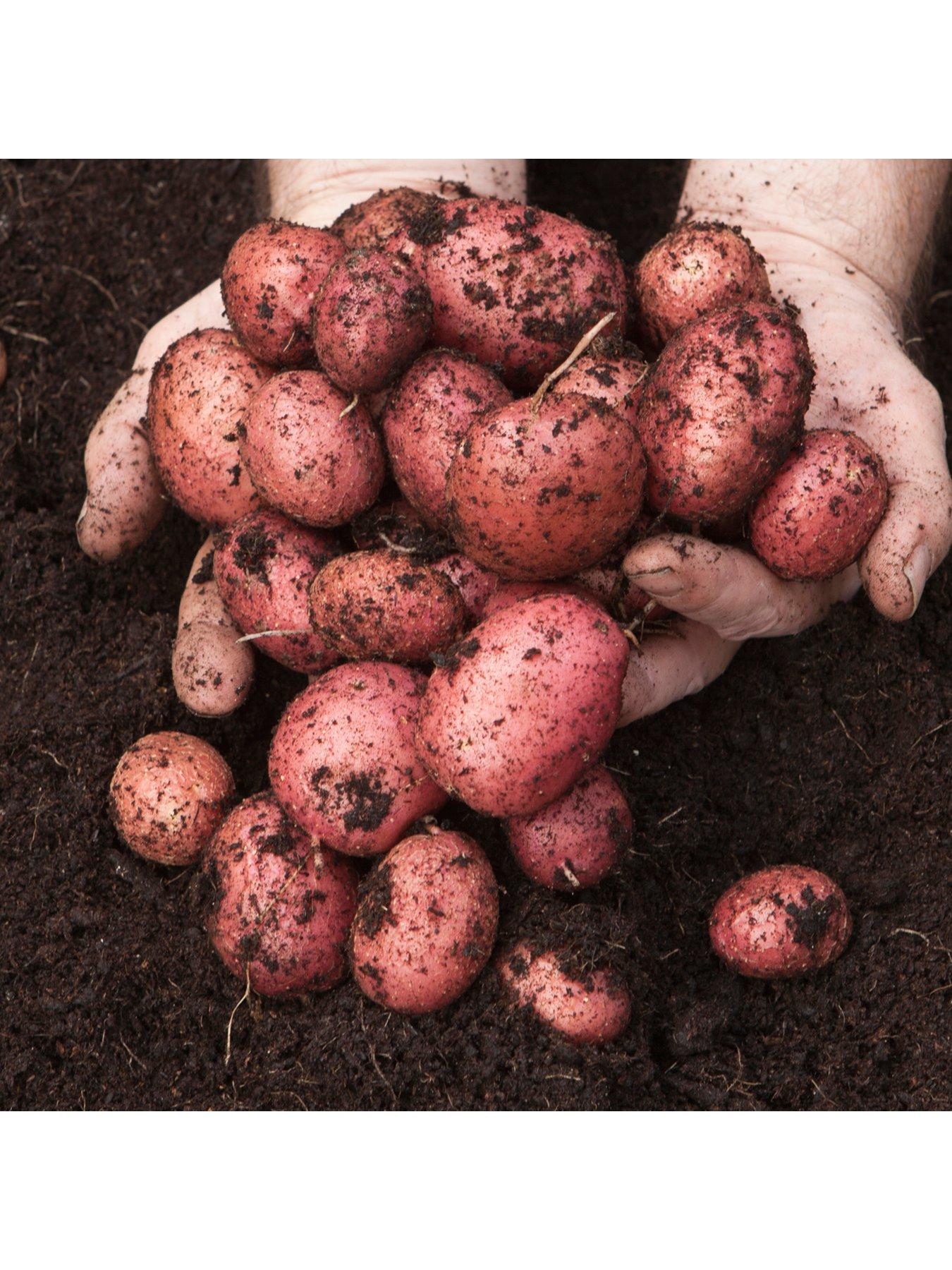 You Garden Seed Potato 'Desiree' (Pack of 6 tubers)