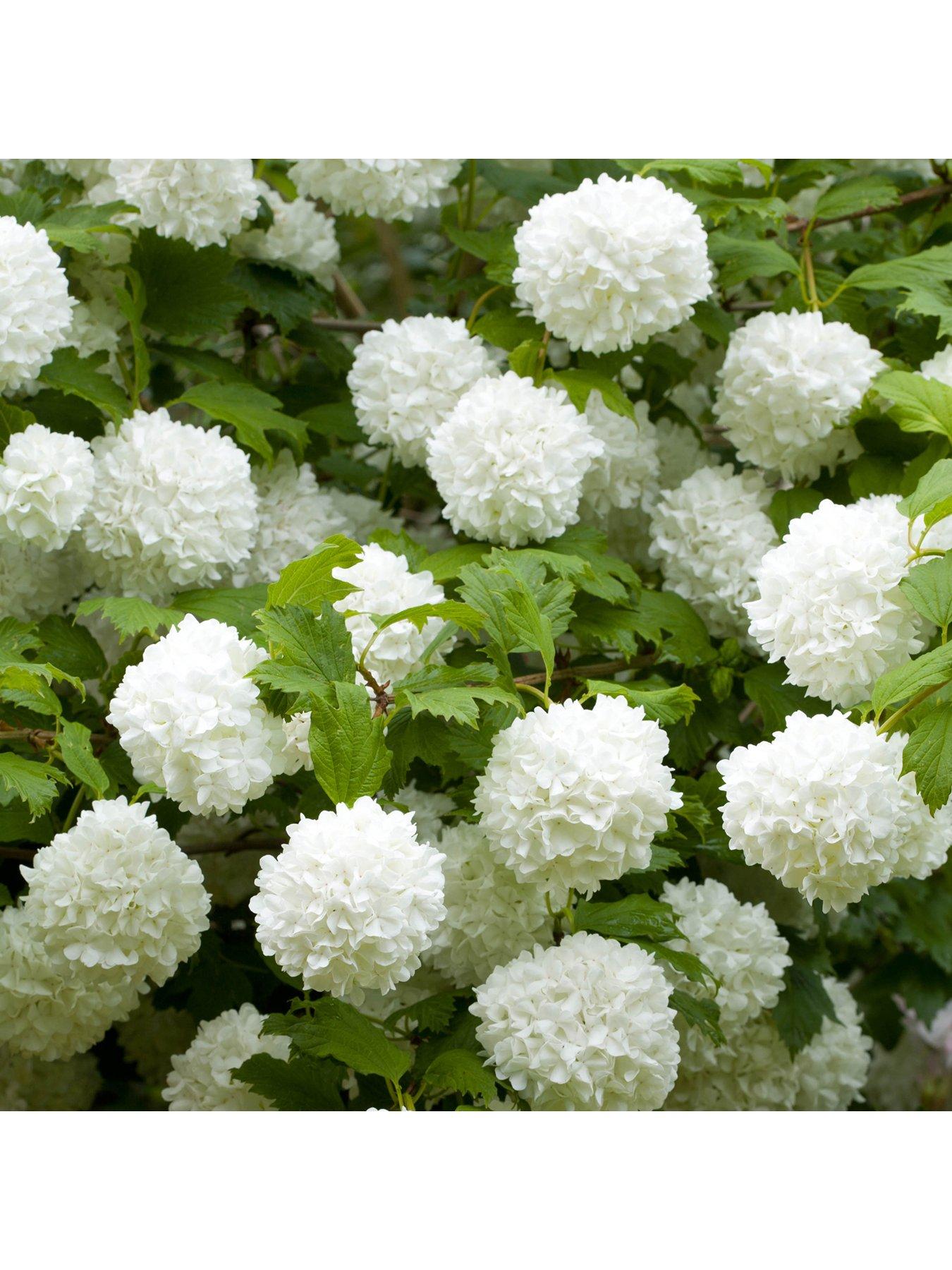 you-garden-viburnum-eskimo-90cm-standard-in-3l-pot