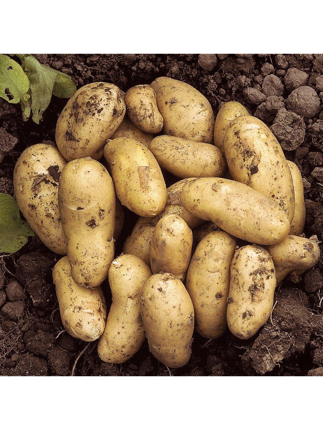 You Garden Seed Potato 'Charlotte' (Pack of 6 tubers)