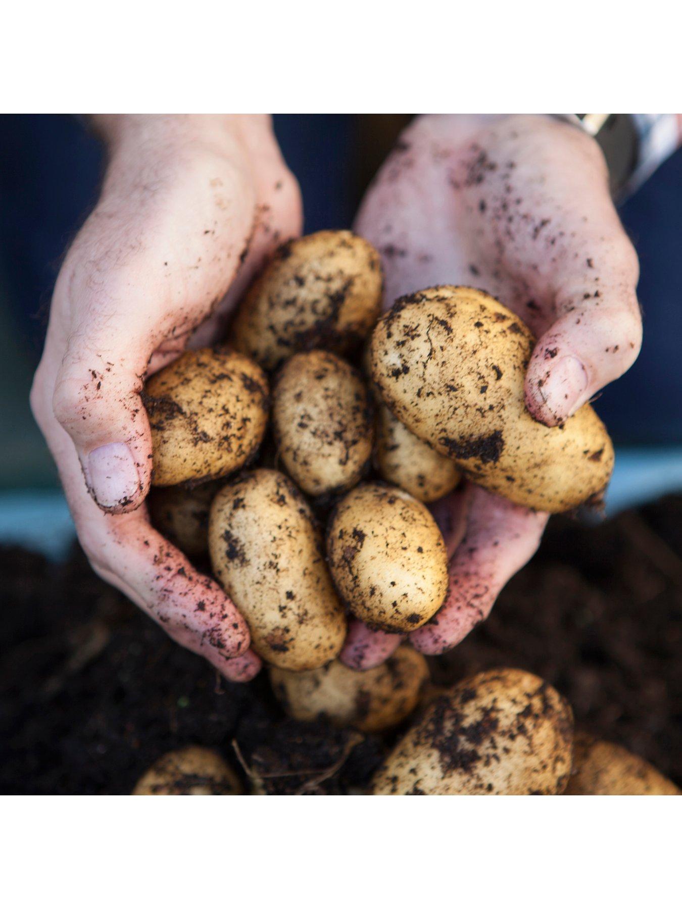 You Garden Seed Potato 'Pentland Javelin' (Pack of 6 tubers)
