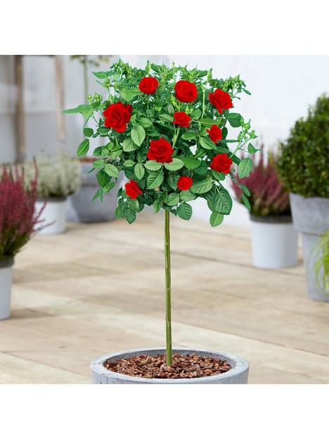patio-rose-red-2-3ft