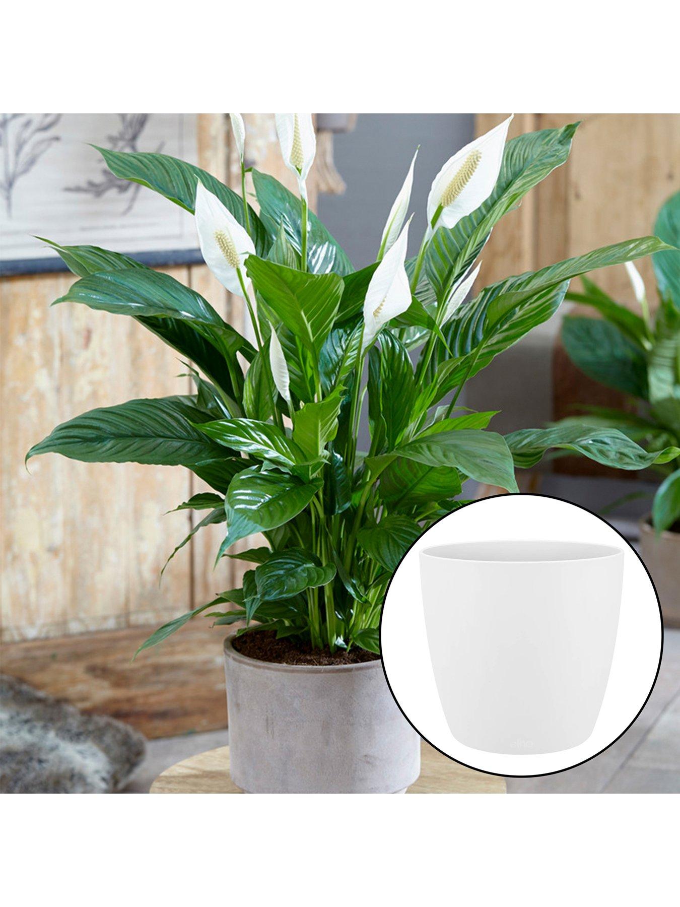 undefined Spathiphyllum 'Peace Lily' with White Pot
