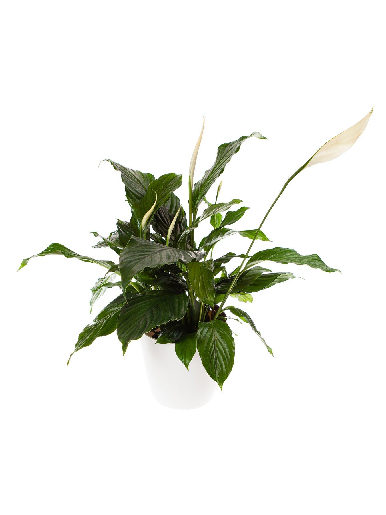 Image 2 of 3 of You Garden Spathiphyllum 'Peace Lily' with White Pot