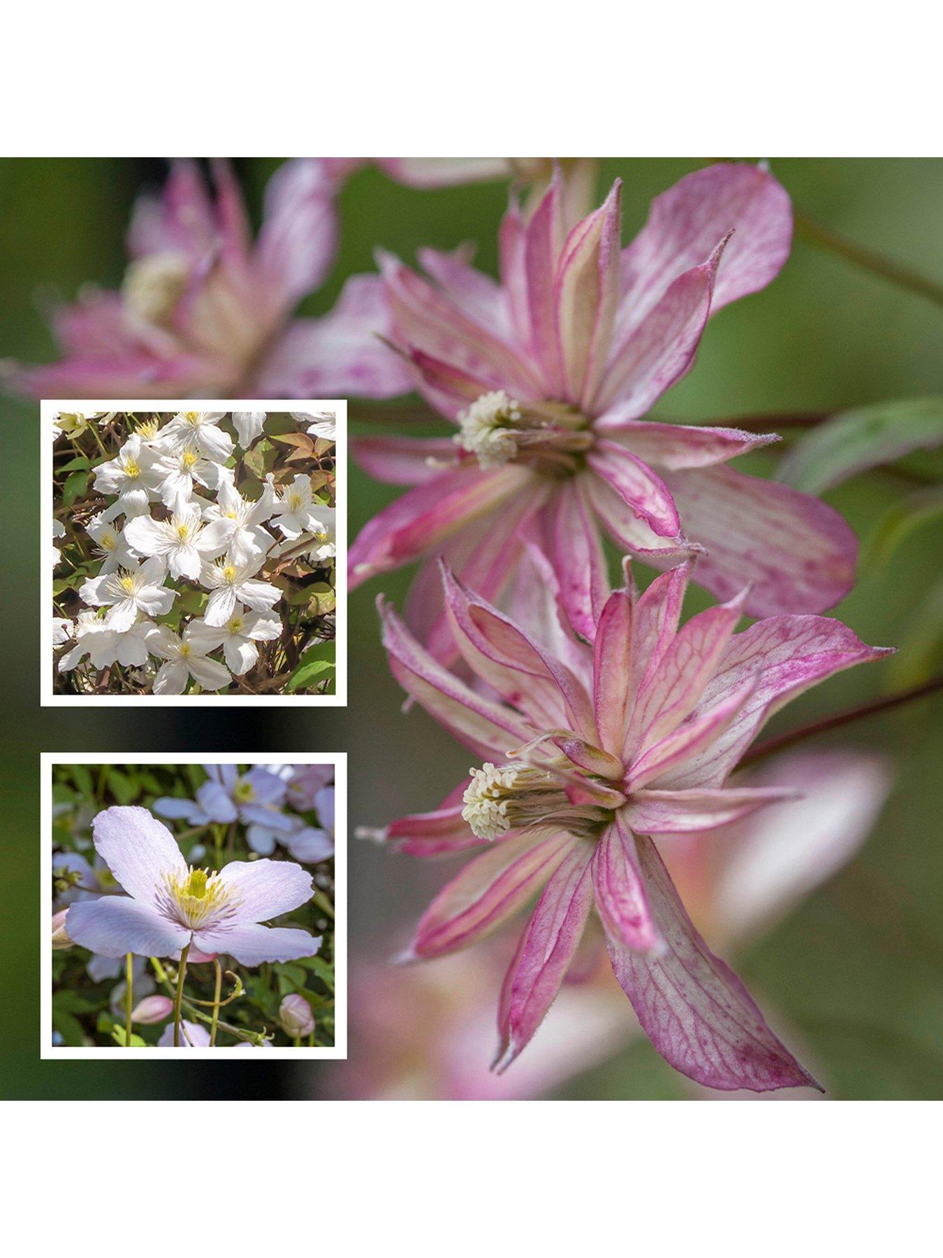 you-garden-collection-of-3-montana-clematis-3-x-9cm-pots