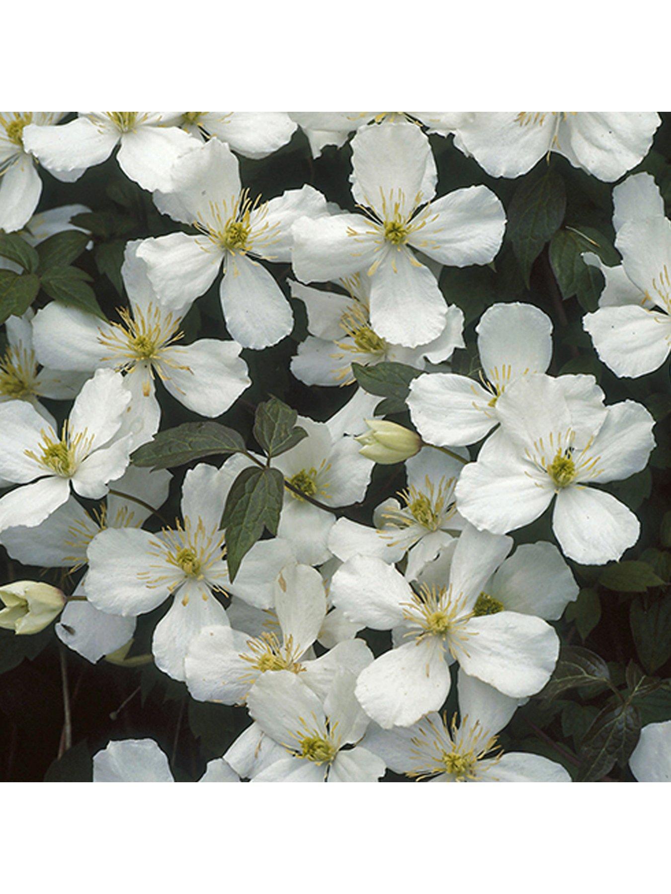  image of you-garden-collection-of-3-montana-clematis-3-x-9cm-pots