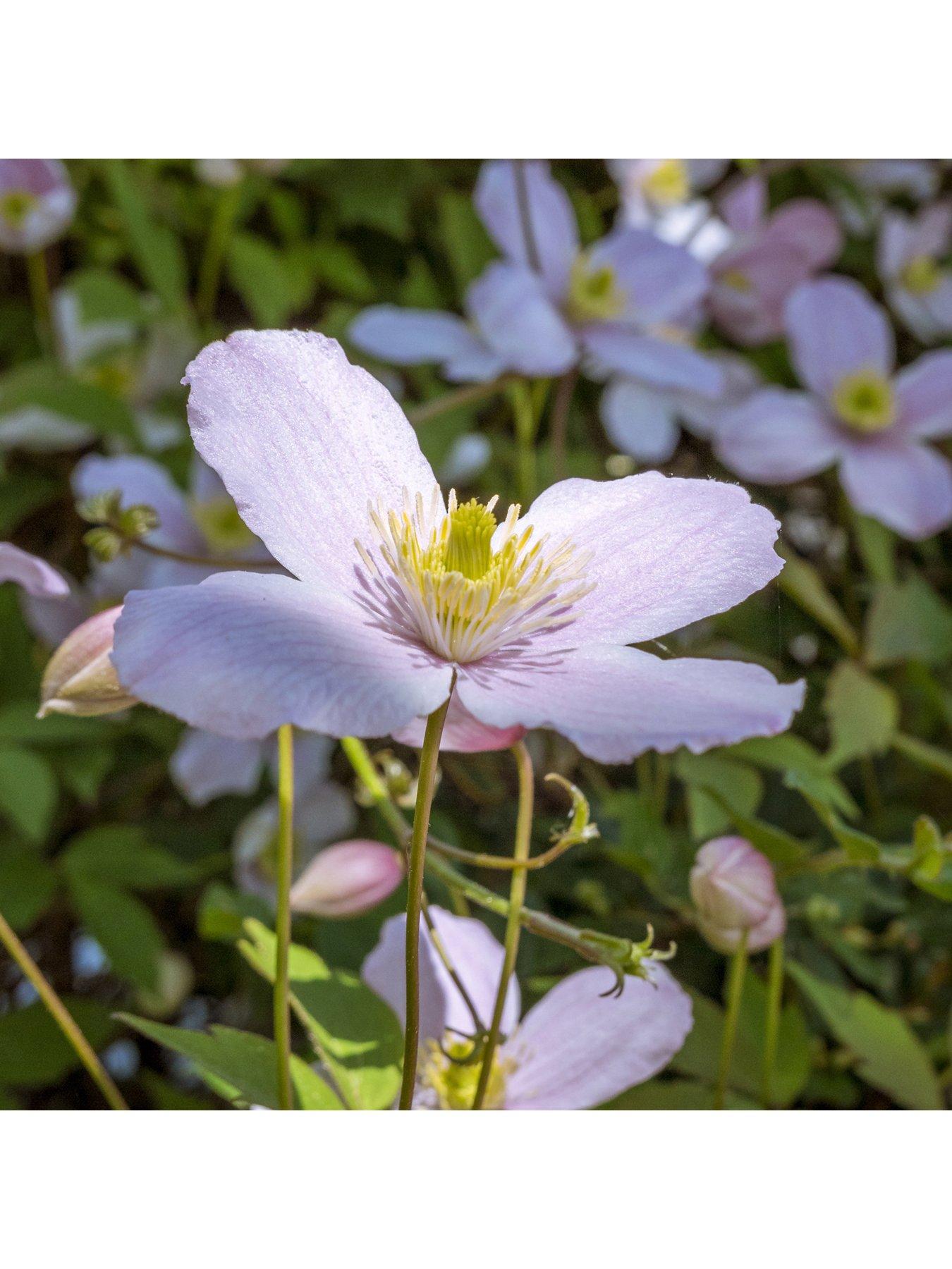  image of you-garden-collection-of-3-montana-clematis-3-x-9cm-pots