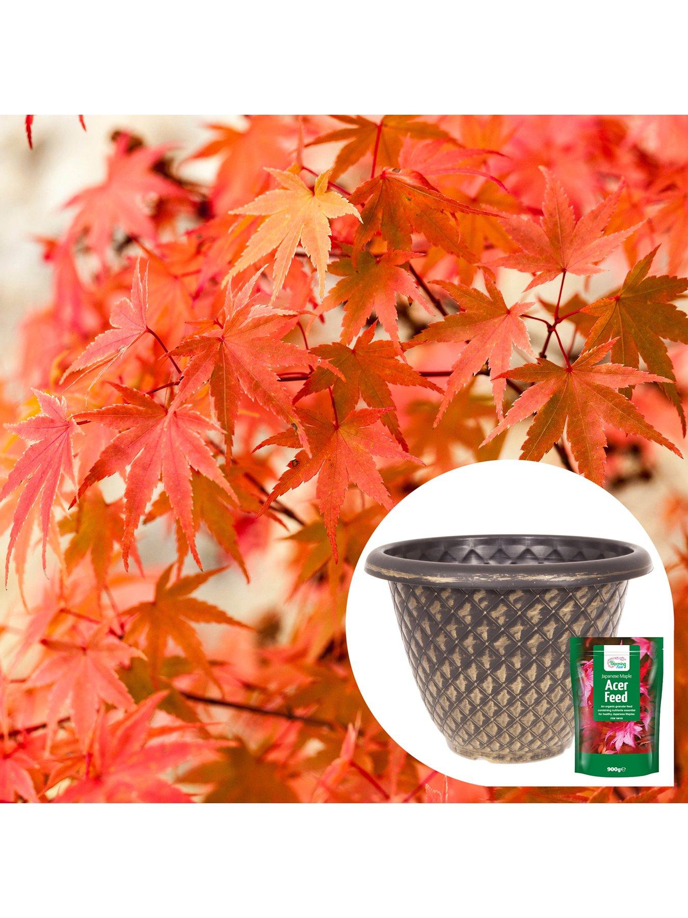 undefined Phoenix Acer with Planter Pot  &  Feed