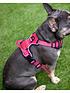  image of rosewood-reflective-dog-harness--nbsplarge-red