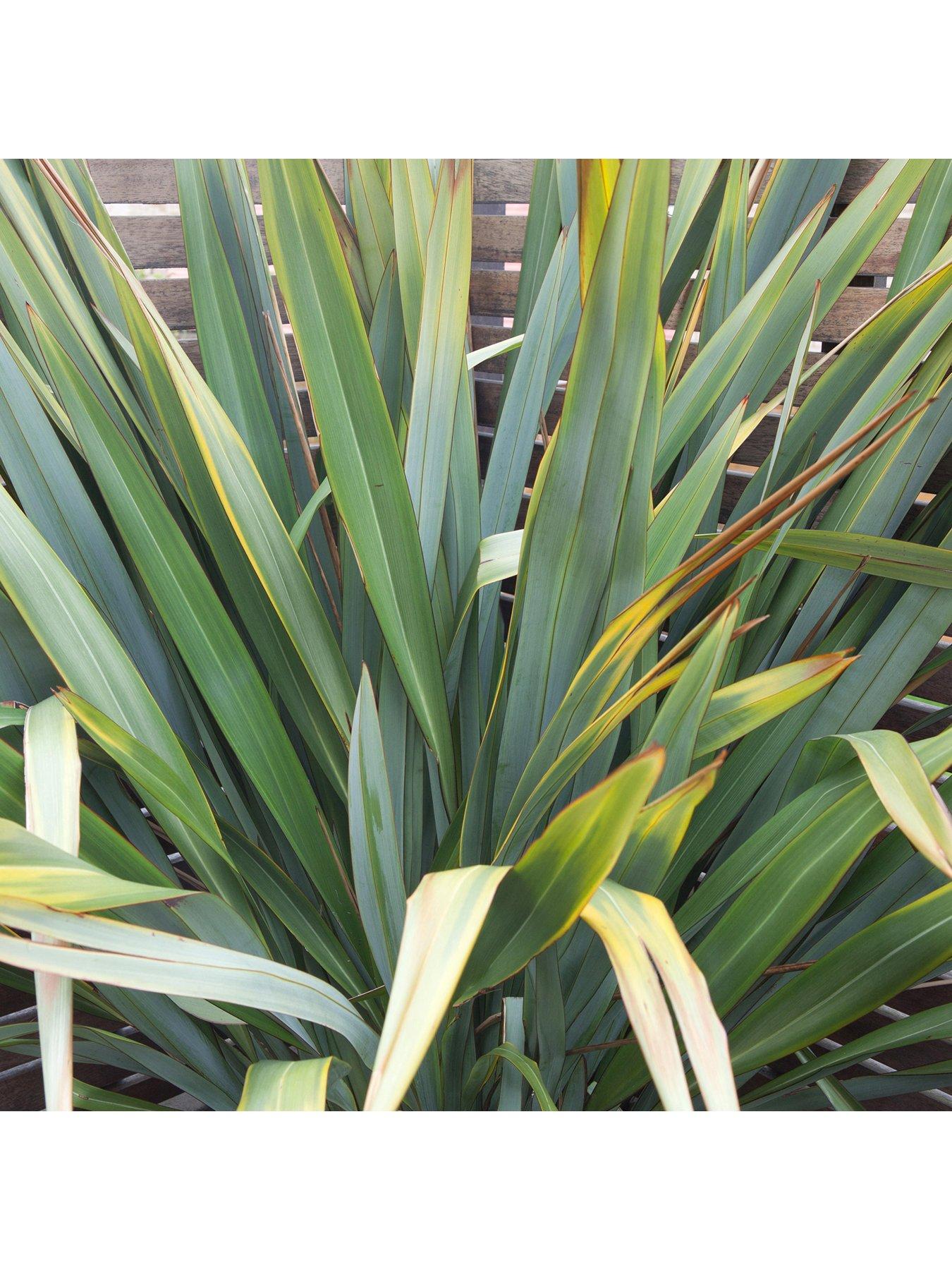 Spider Plant Chlorophytum Variegatum, Established plant approx. 15cm length