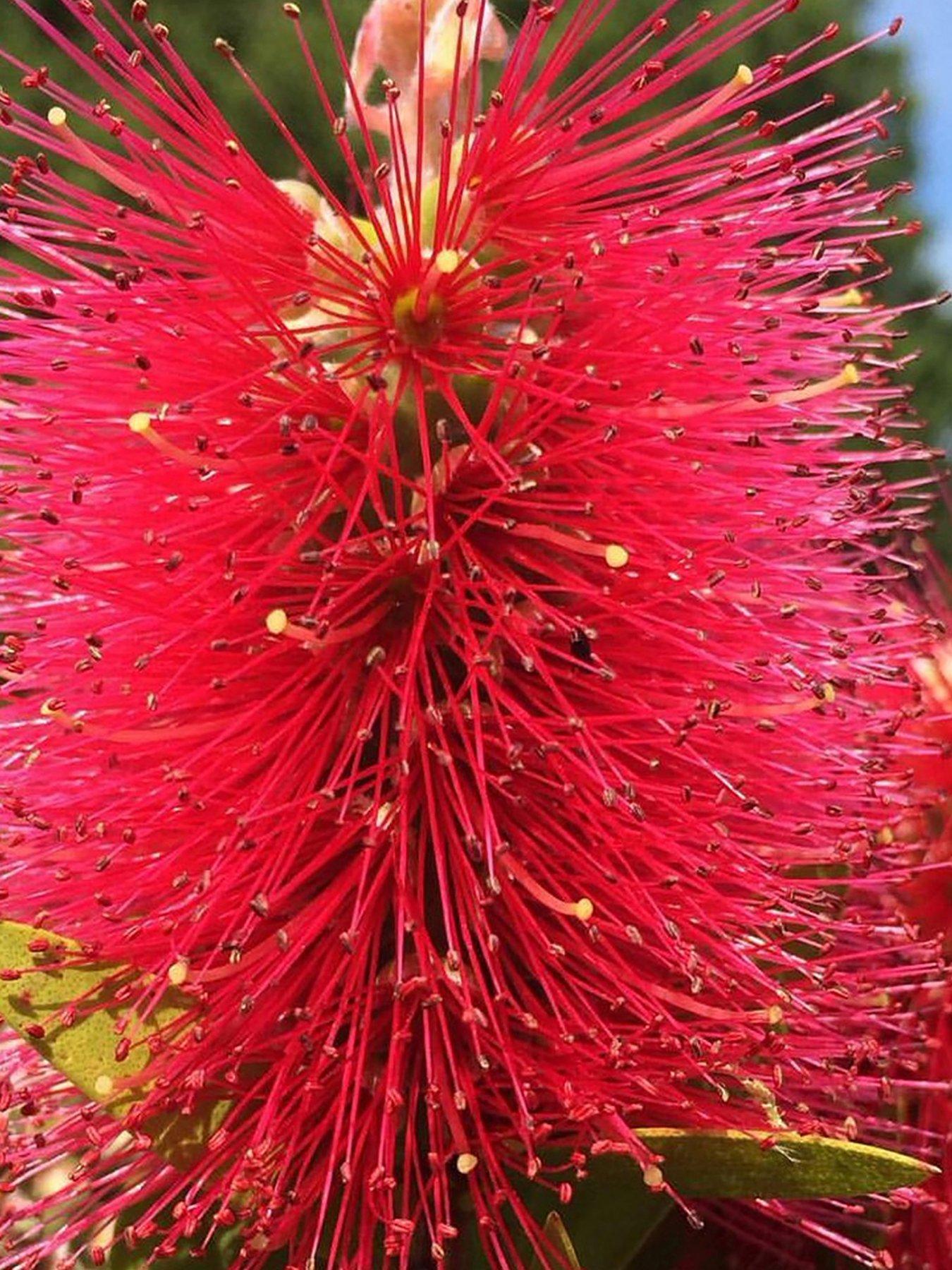 Callistemon Inferno | littlewoods.com