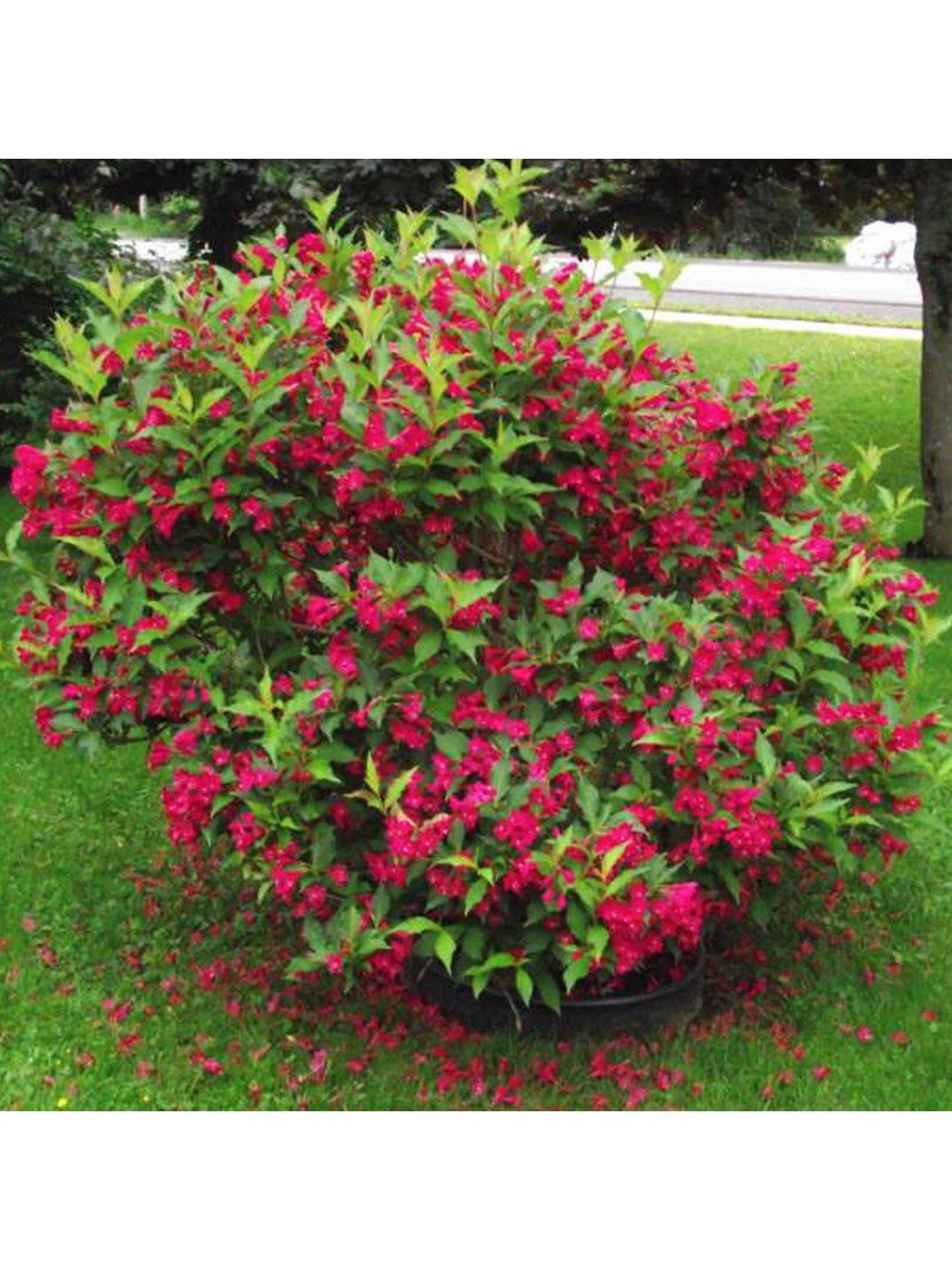 Weigela red prince discount