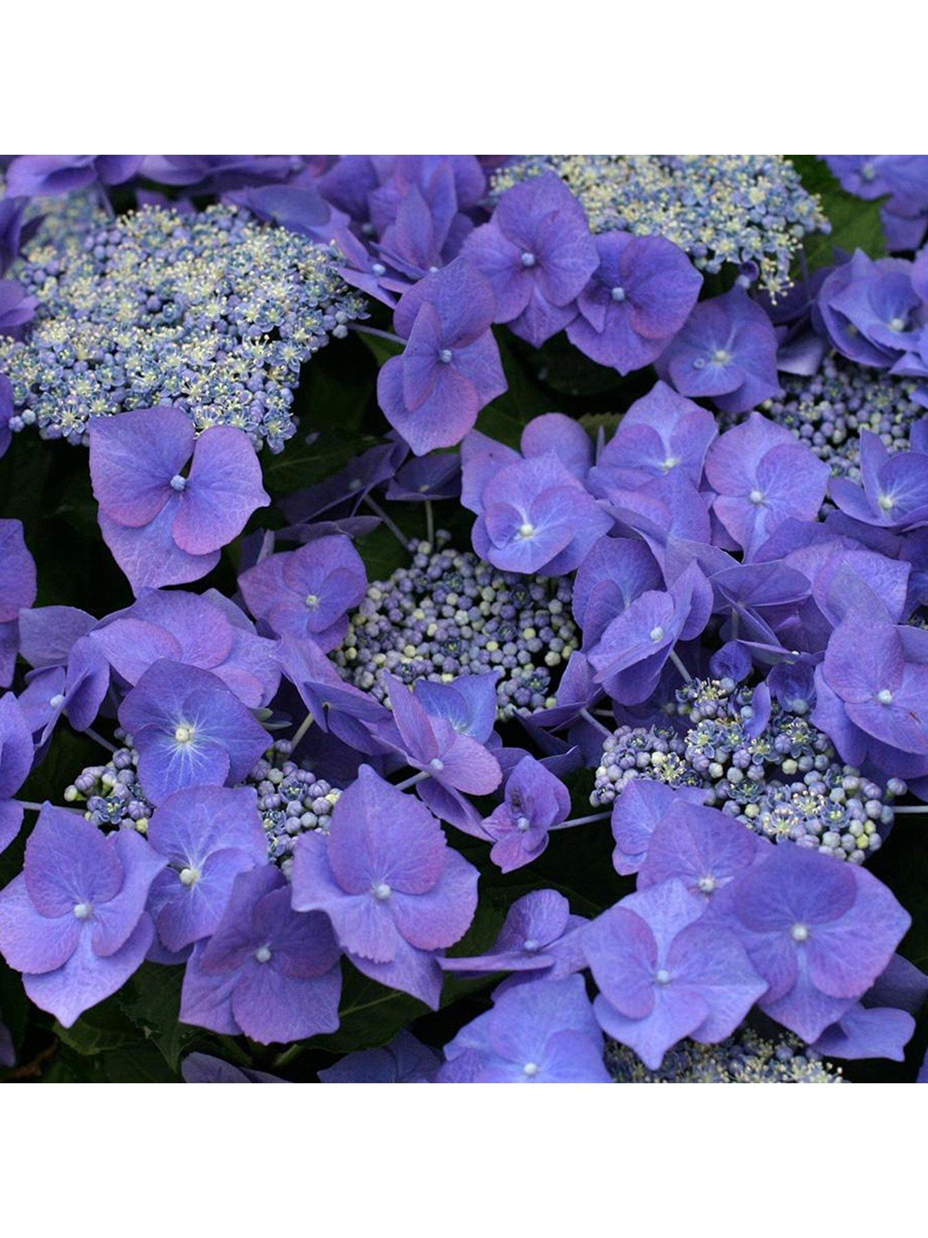 Hydrangea Macrophylla Teller Blue | littlewoods.com