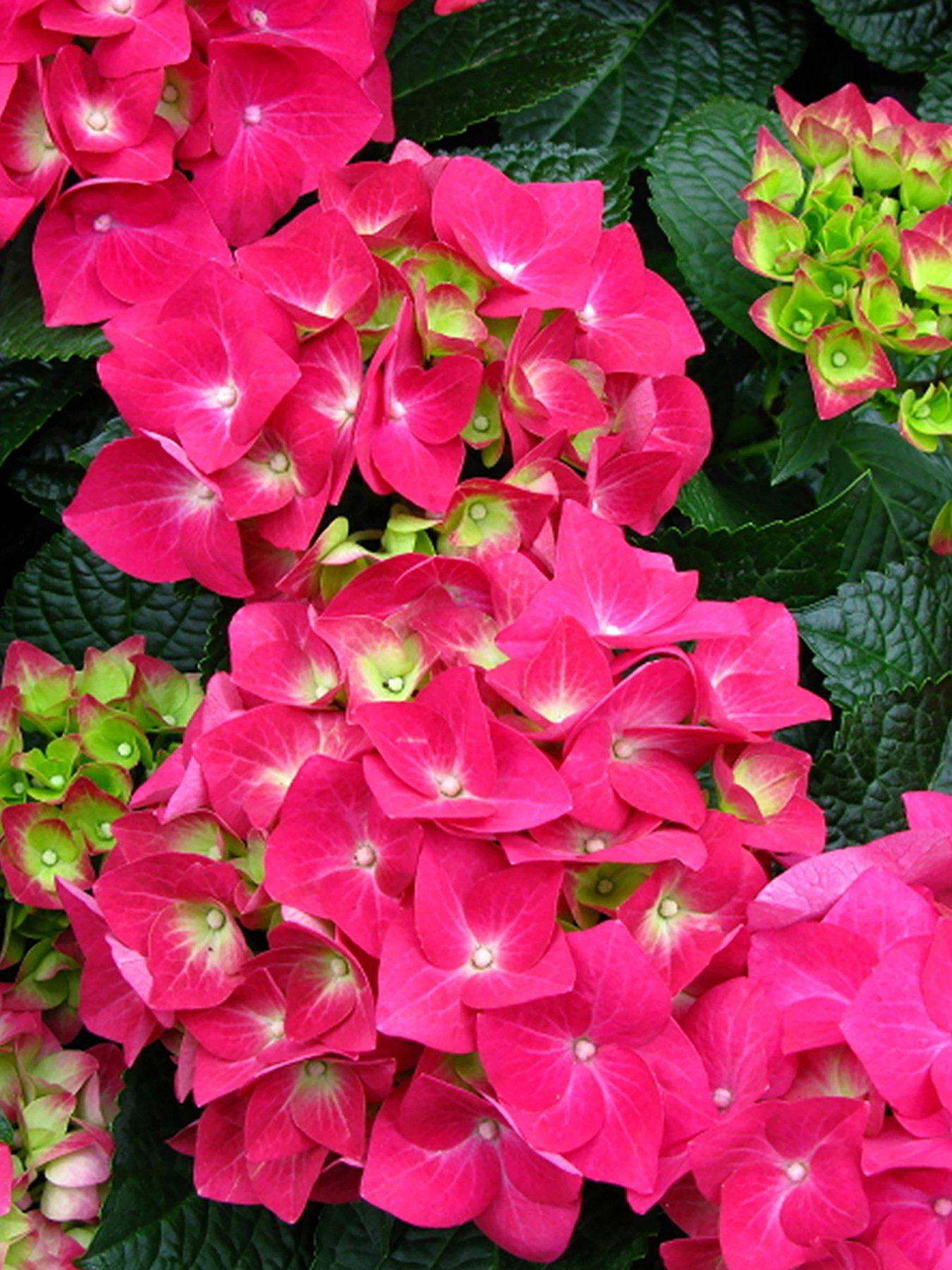 Hydrangea Macrophylla Teller Pink | littlewoods.com