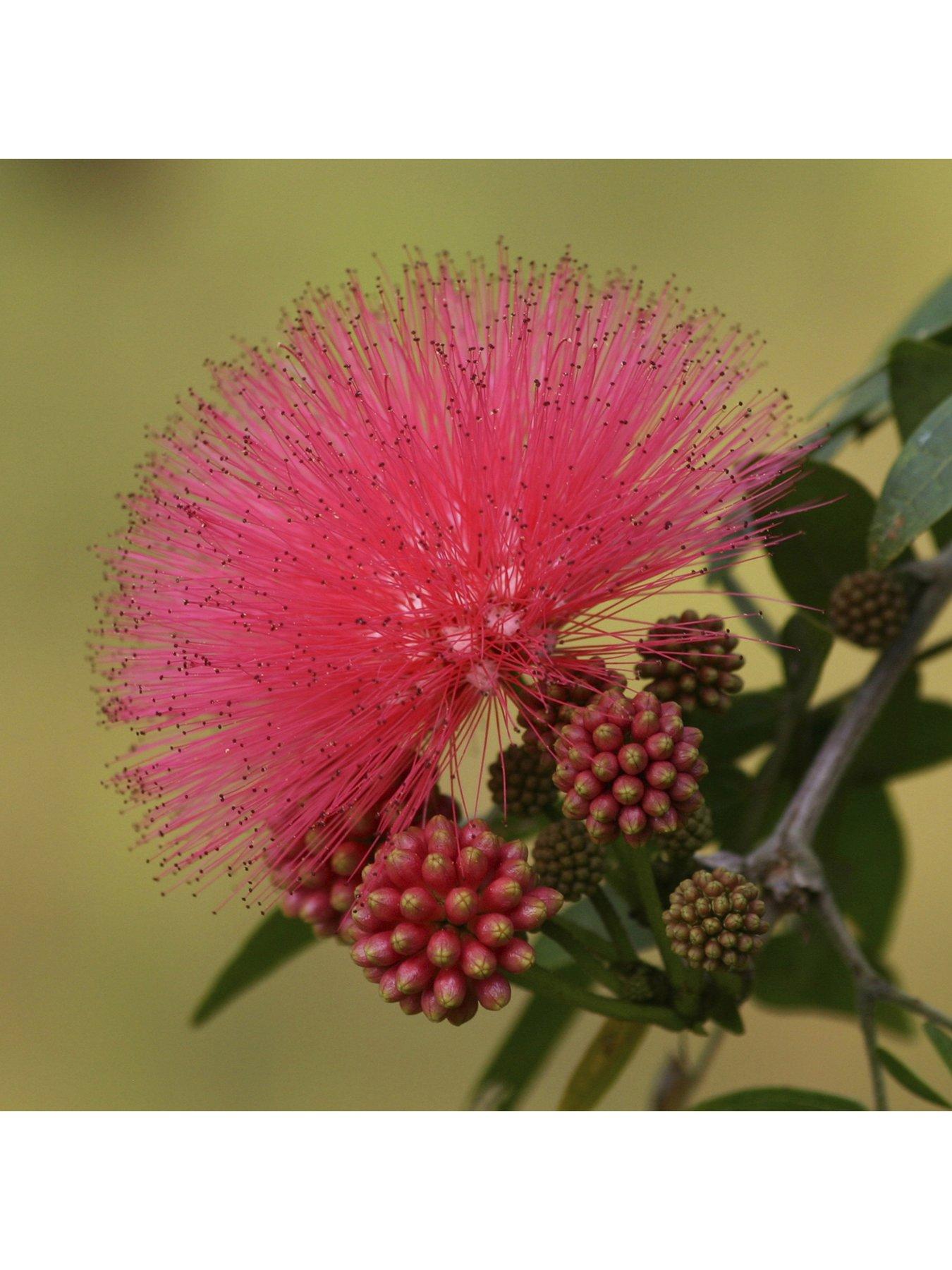 undefined Dixie Pink' Powder Puff Tree (80-100cm tall)