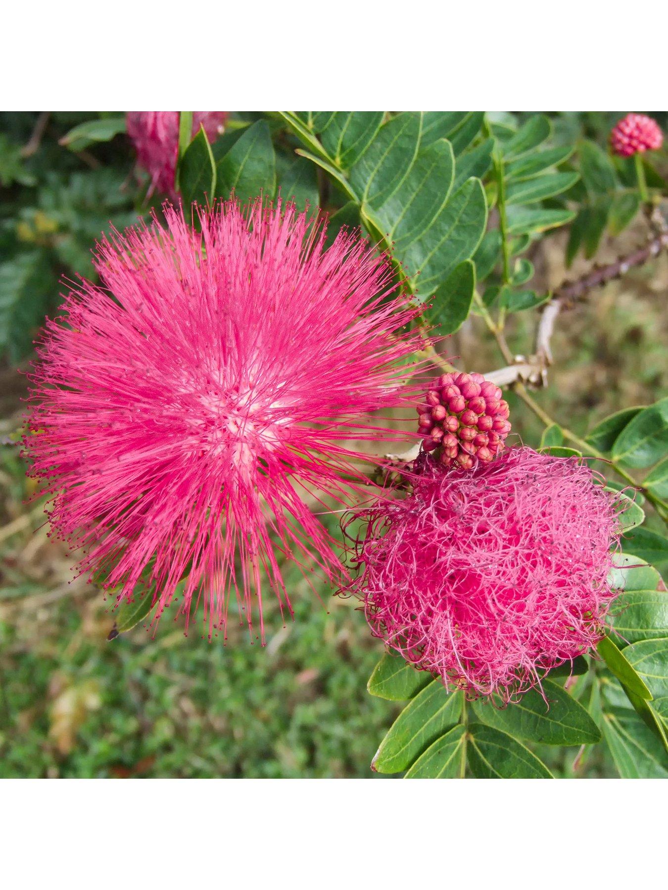 Dixie Pink' Powder Puff Tree (80100cm tall)