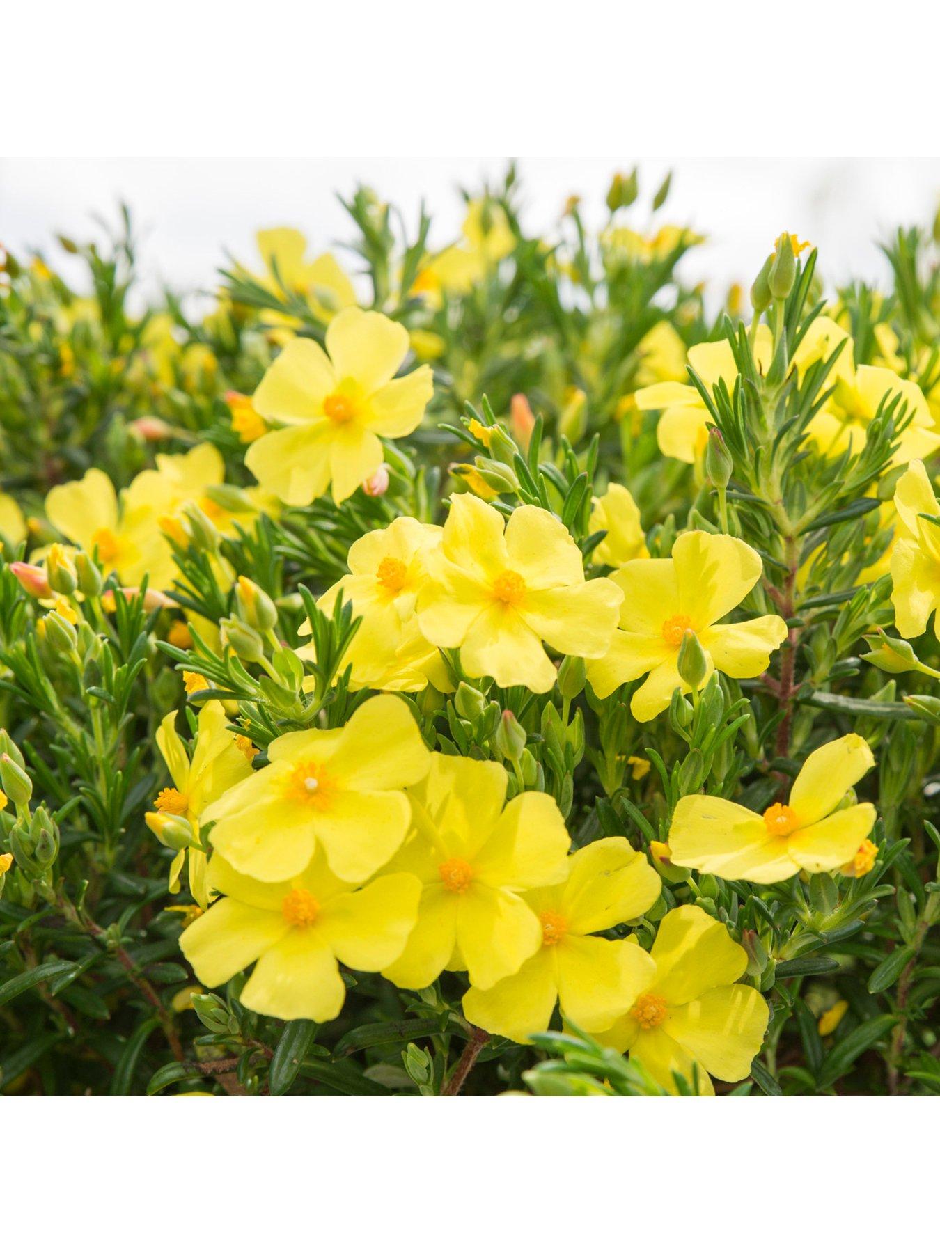 You Garden Halimium 'April Sun' (2L Pot)