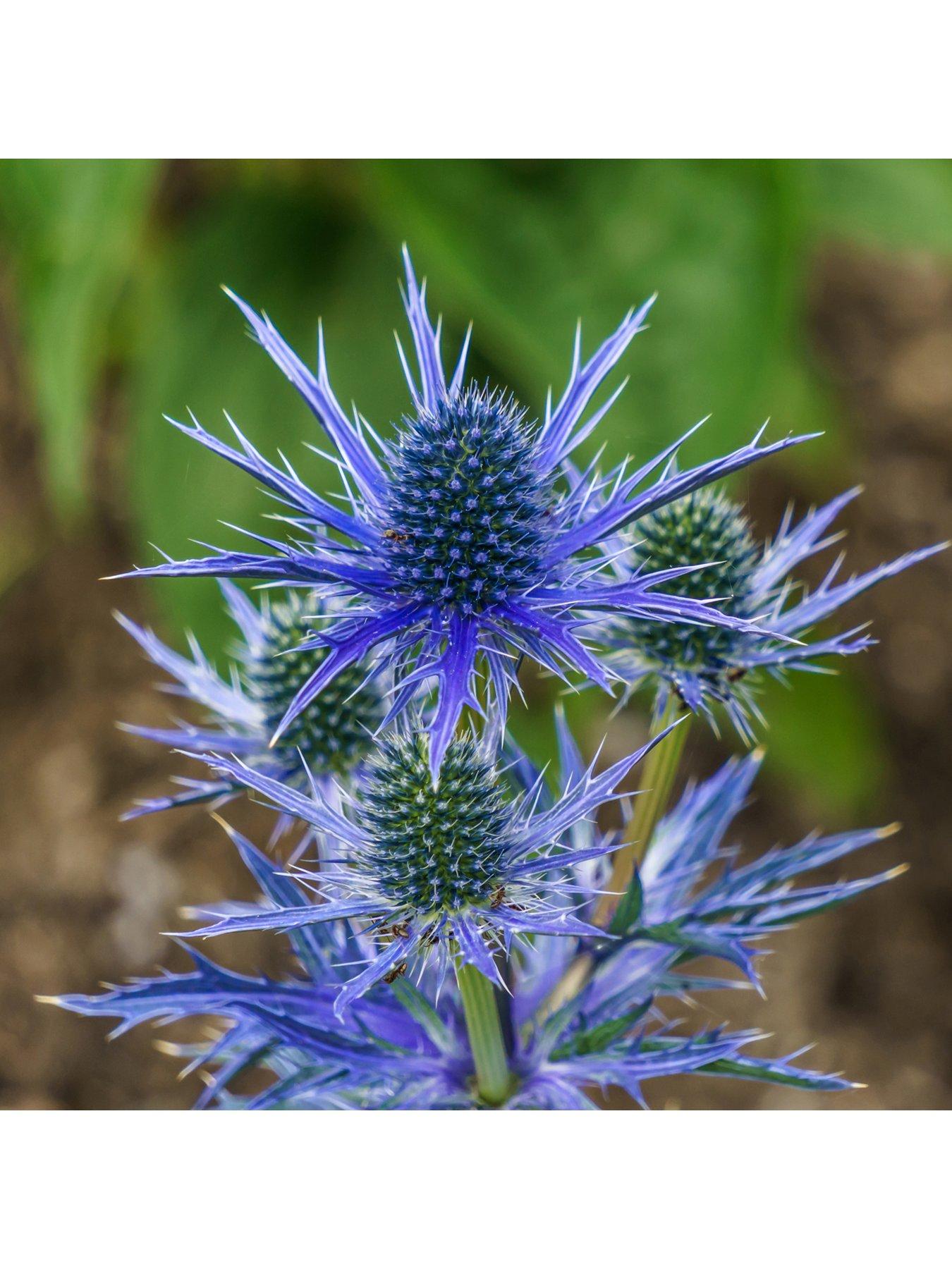 undefined Eryngium 'Blue Hobbit' (3 x 9cm pots)