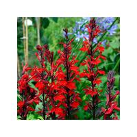 Bedding Plants - Lobelia Bush Red (10 Pack) | littlewoods.com