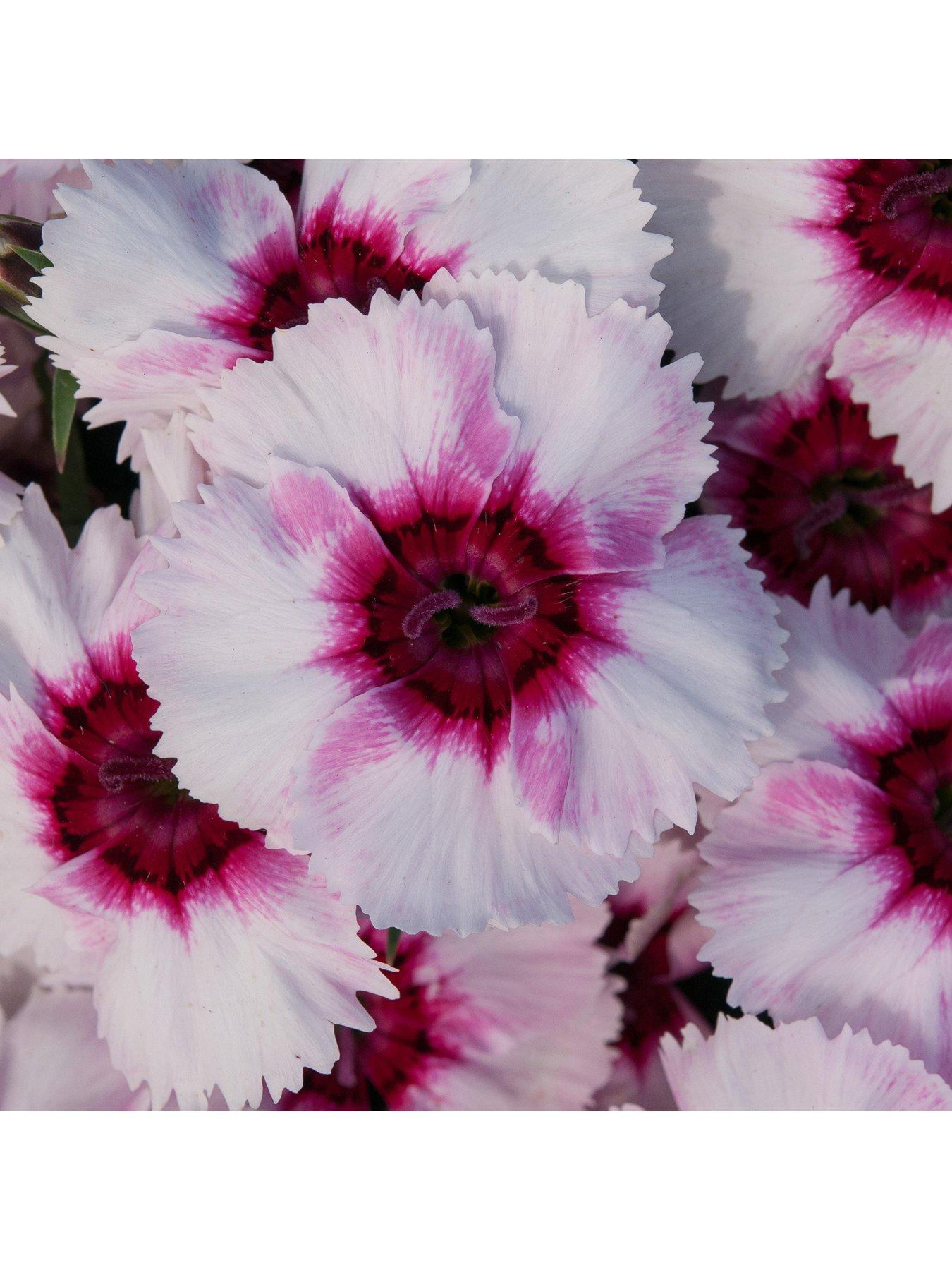 Bedding Plants Dianthus F1 Corona Iceberry Magic (6 Pack