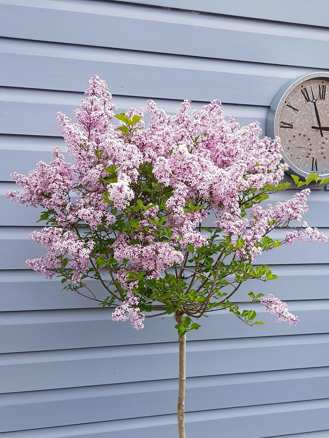 You Garden Pair Syringa 'Palibin' (Lilac) standard 90cm