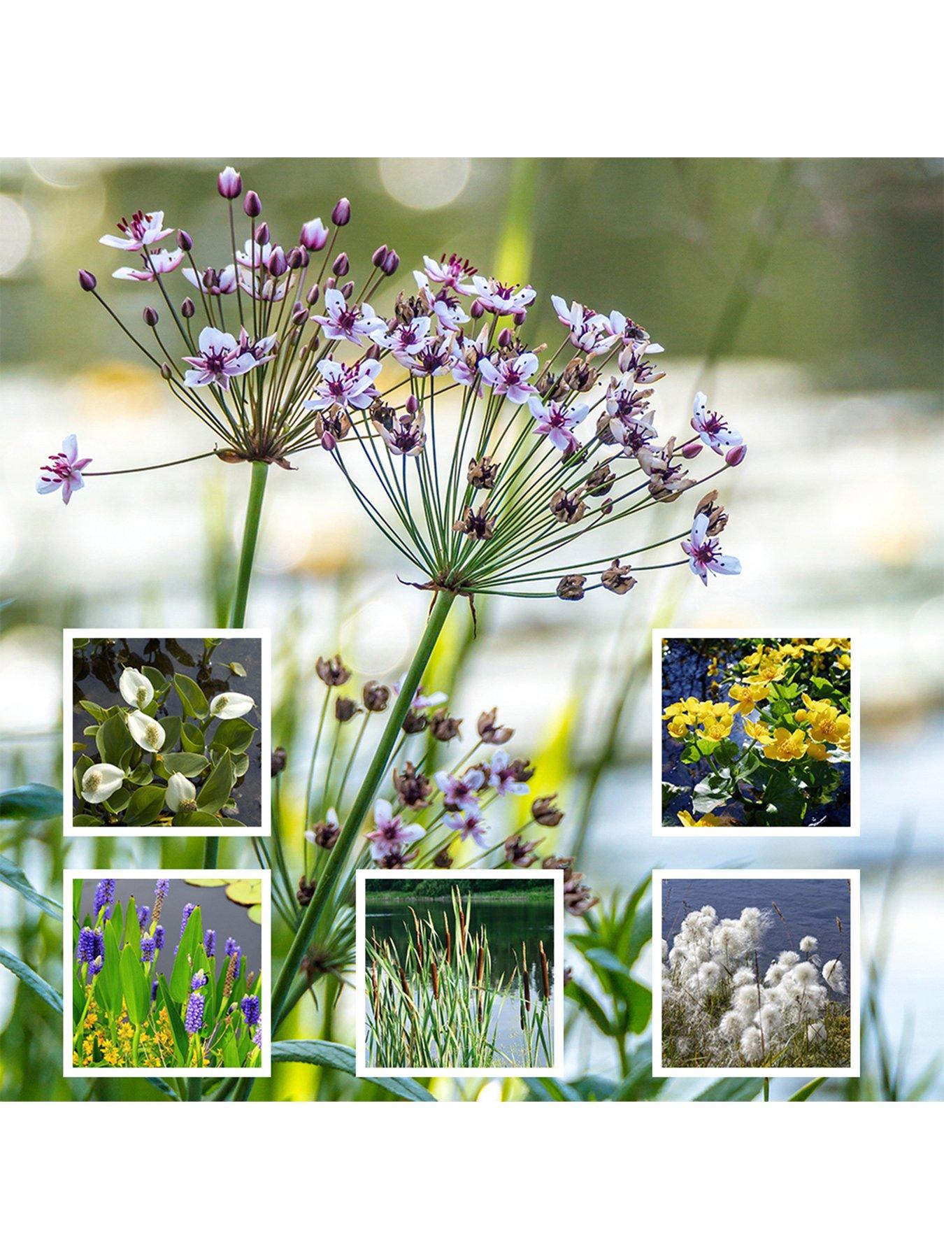 You Garden Pond Plant Collection 6 x 9cm