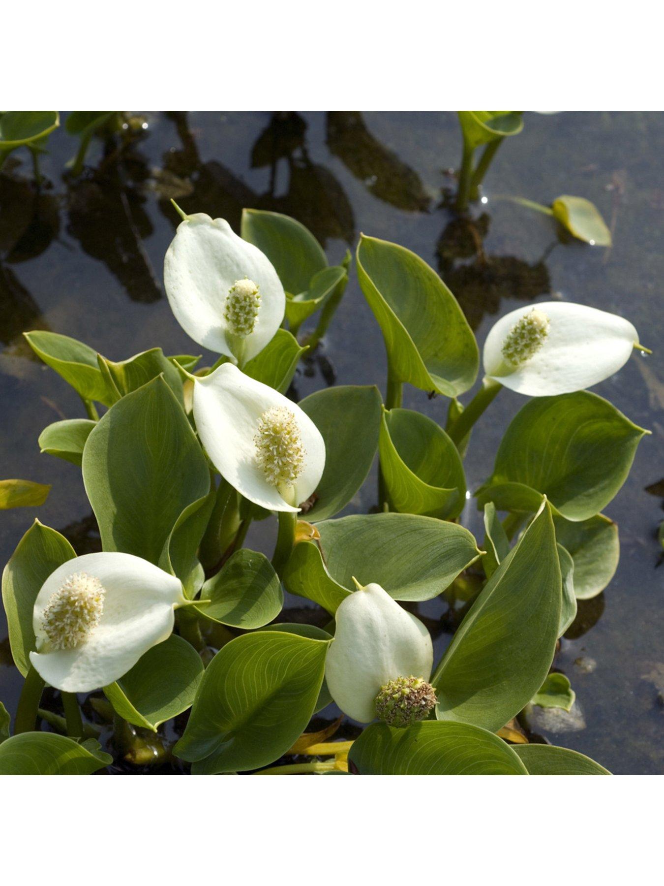 Image 2 of 5 of You Garden Pond Plant Collection 6 x 9cm