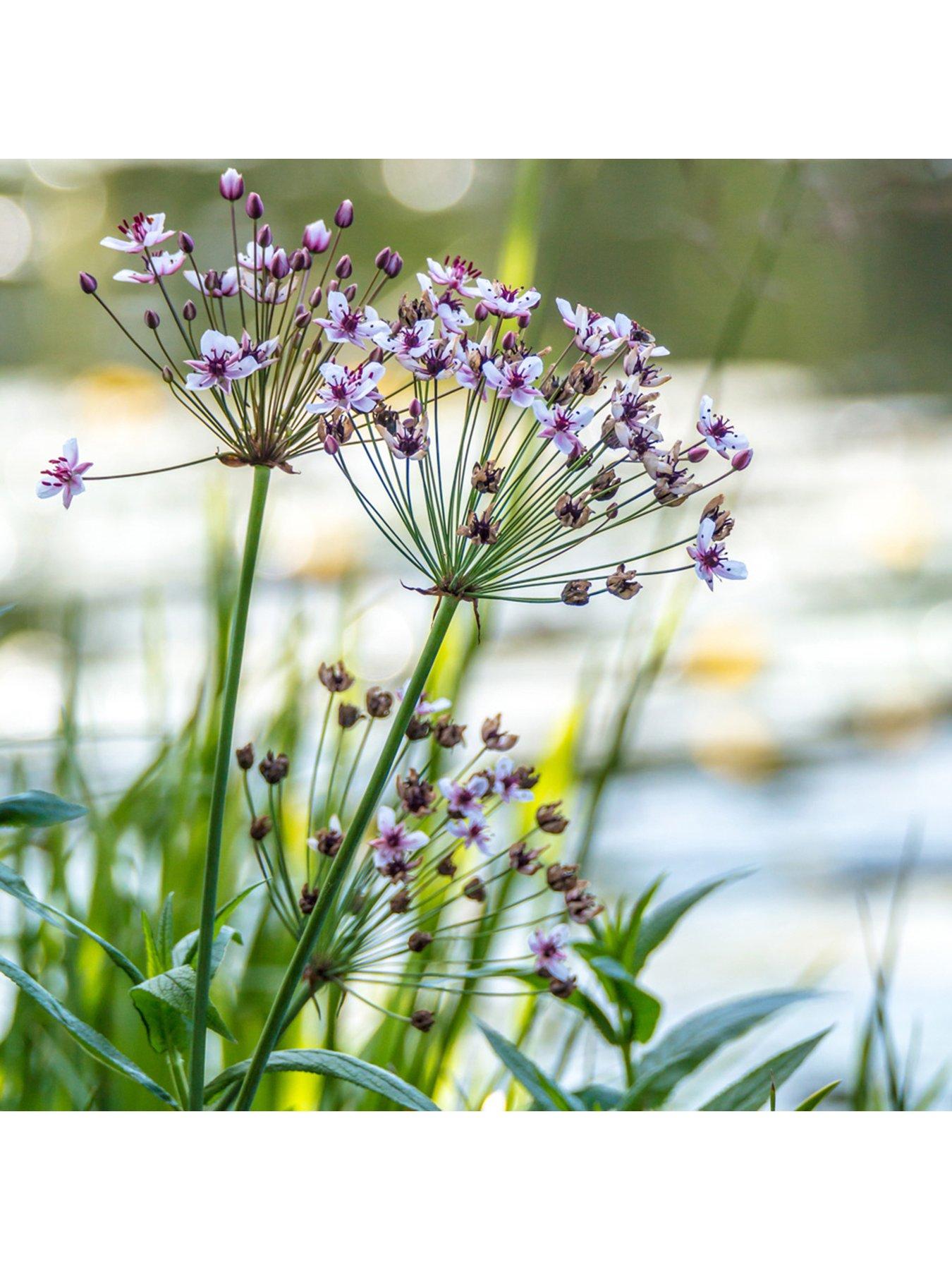 Image 3 of 5 of You Garden Pond Plant Collection 6 x 9cm