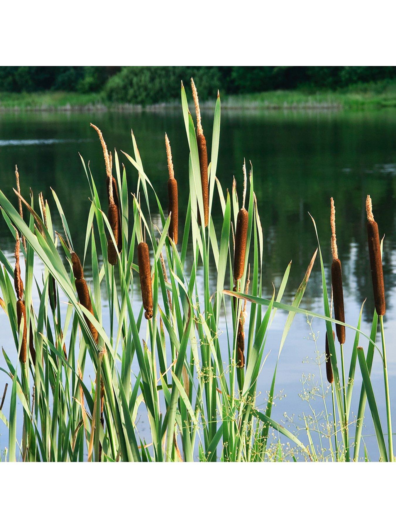 Image 4 of 5 of You Garden Pond Plant Collection 6 x 9cm