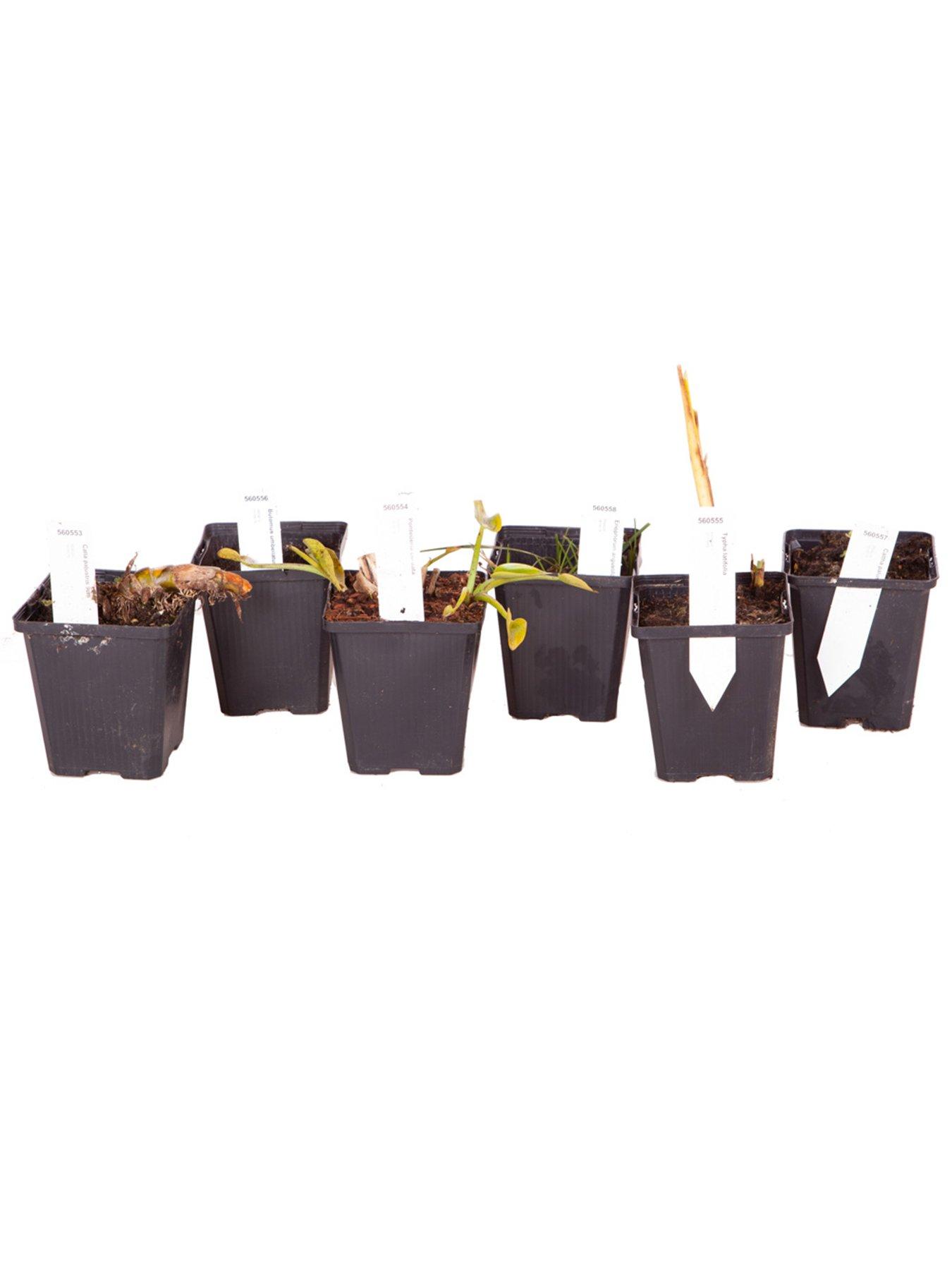 Image 5 of 5 of You Garden Pond Plant Collection 6 x 9cm