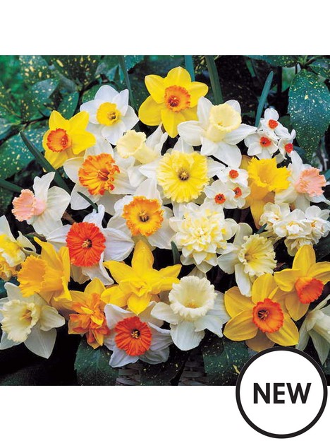 daffodil-mixed-25kg