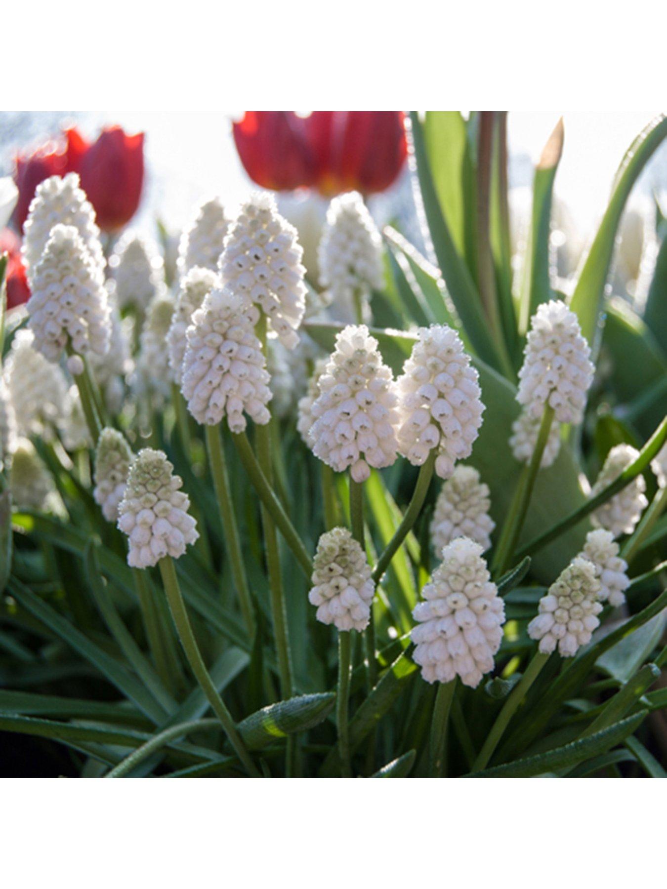You Garden Grape Hyacinth Muscari album - 30 bulbs