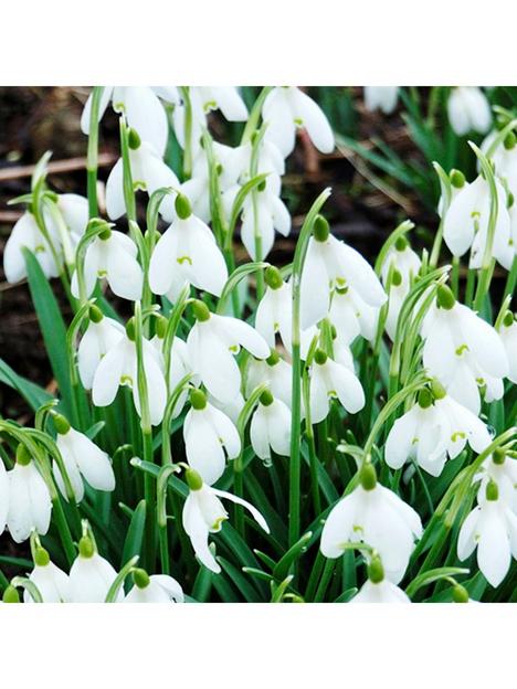 snowdrops-galanthus-nivalis-30-bulbs