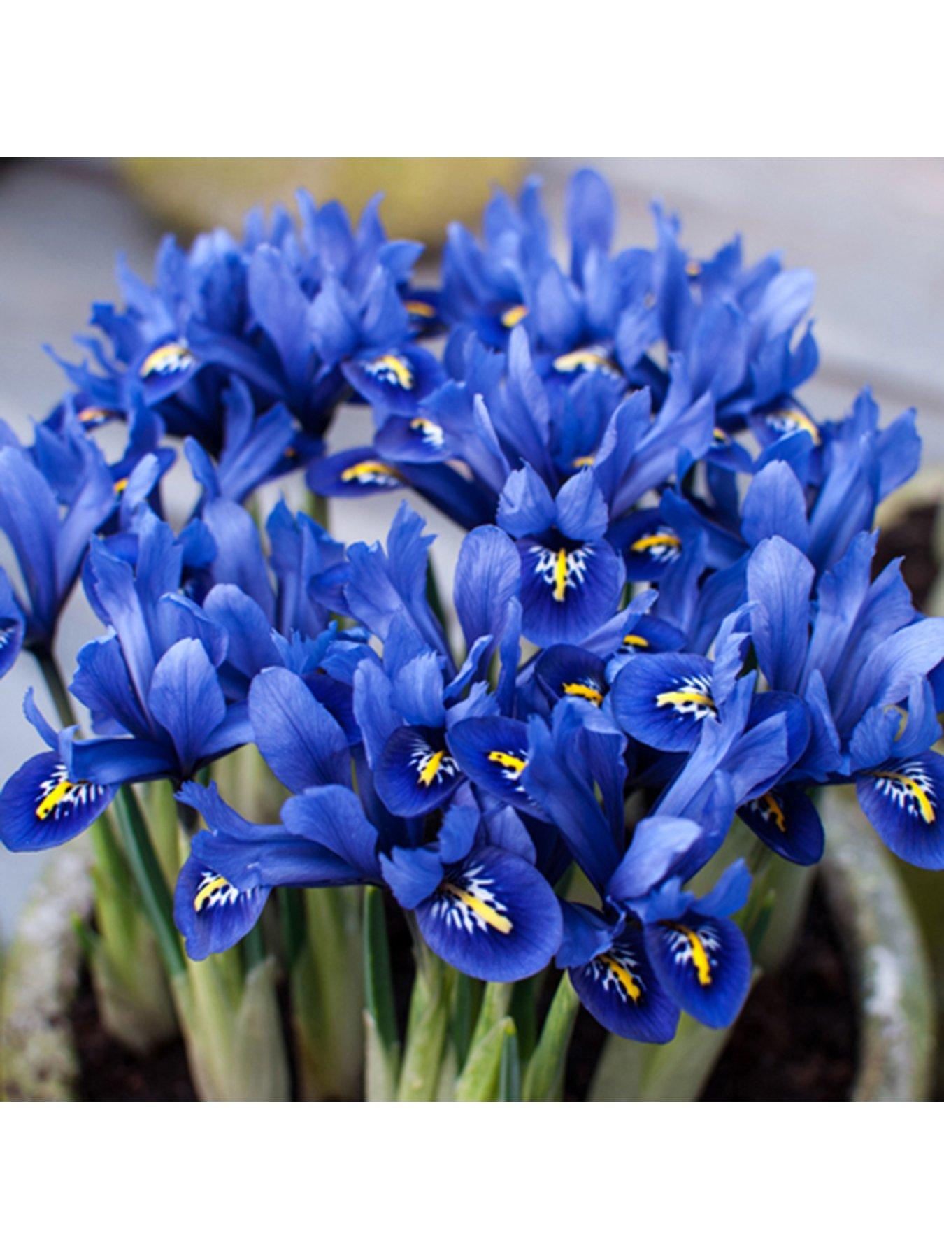 You Garden Iris reticulata Blue (miniature) 30 bulbs