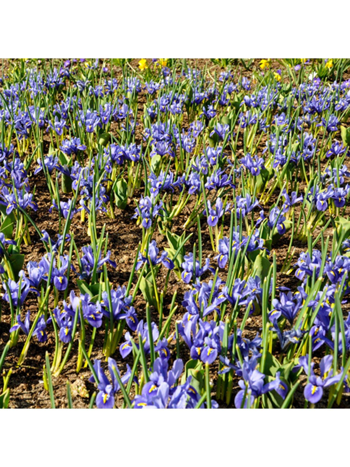  image of you-garden-iris-reticulata-blue-miniature-30-bulbs