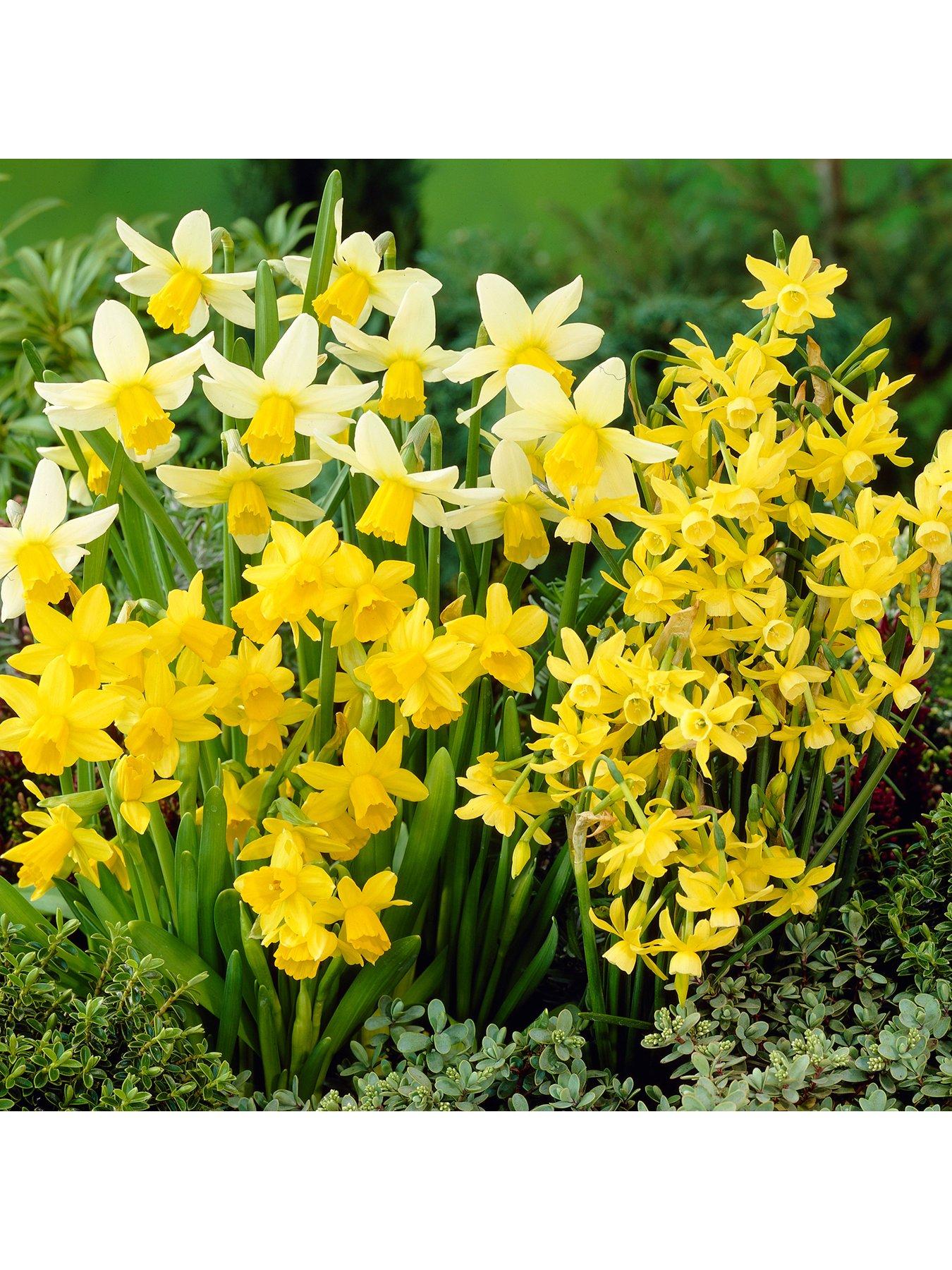 You Garden Narcissus Miniature Mixed 35 bulbs