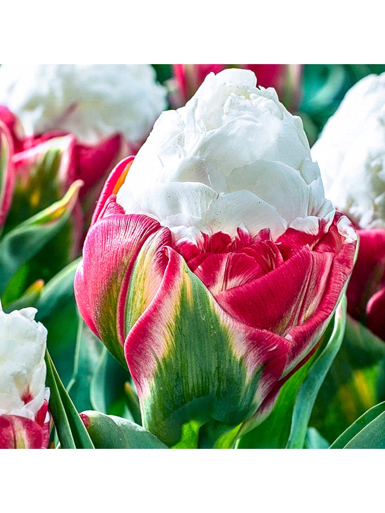 You Garden Novelty Premium Tulip "Ice Cream" 10 Bulbs