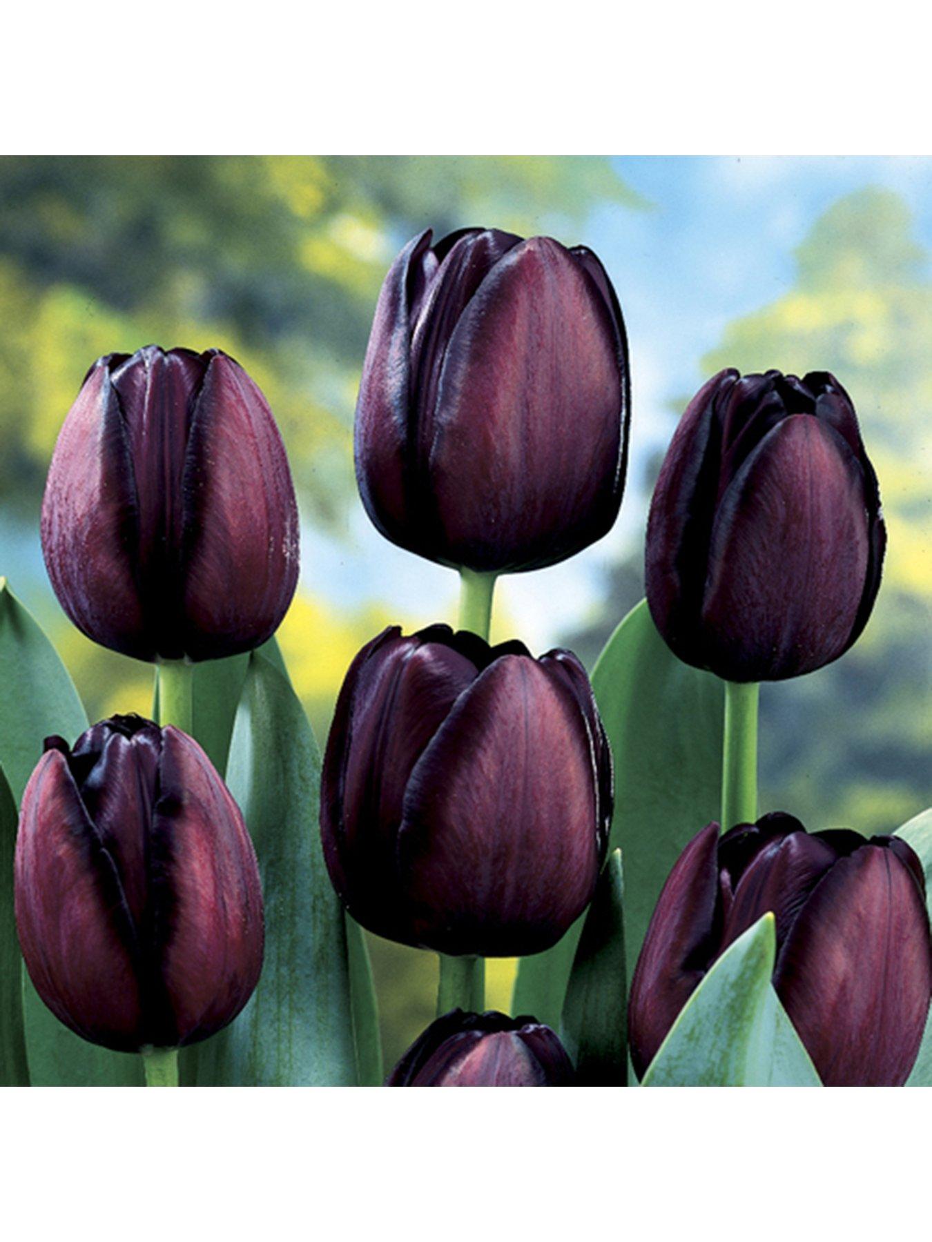 You Garden Tulip Queen of the Night- 15 bulbs