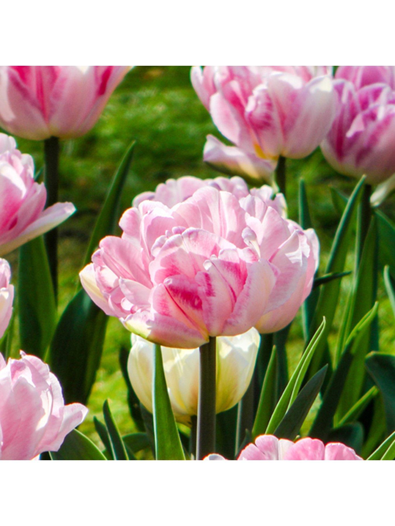 You Garden Tulip 'Double Pink' - 20 Bulbs