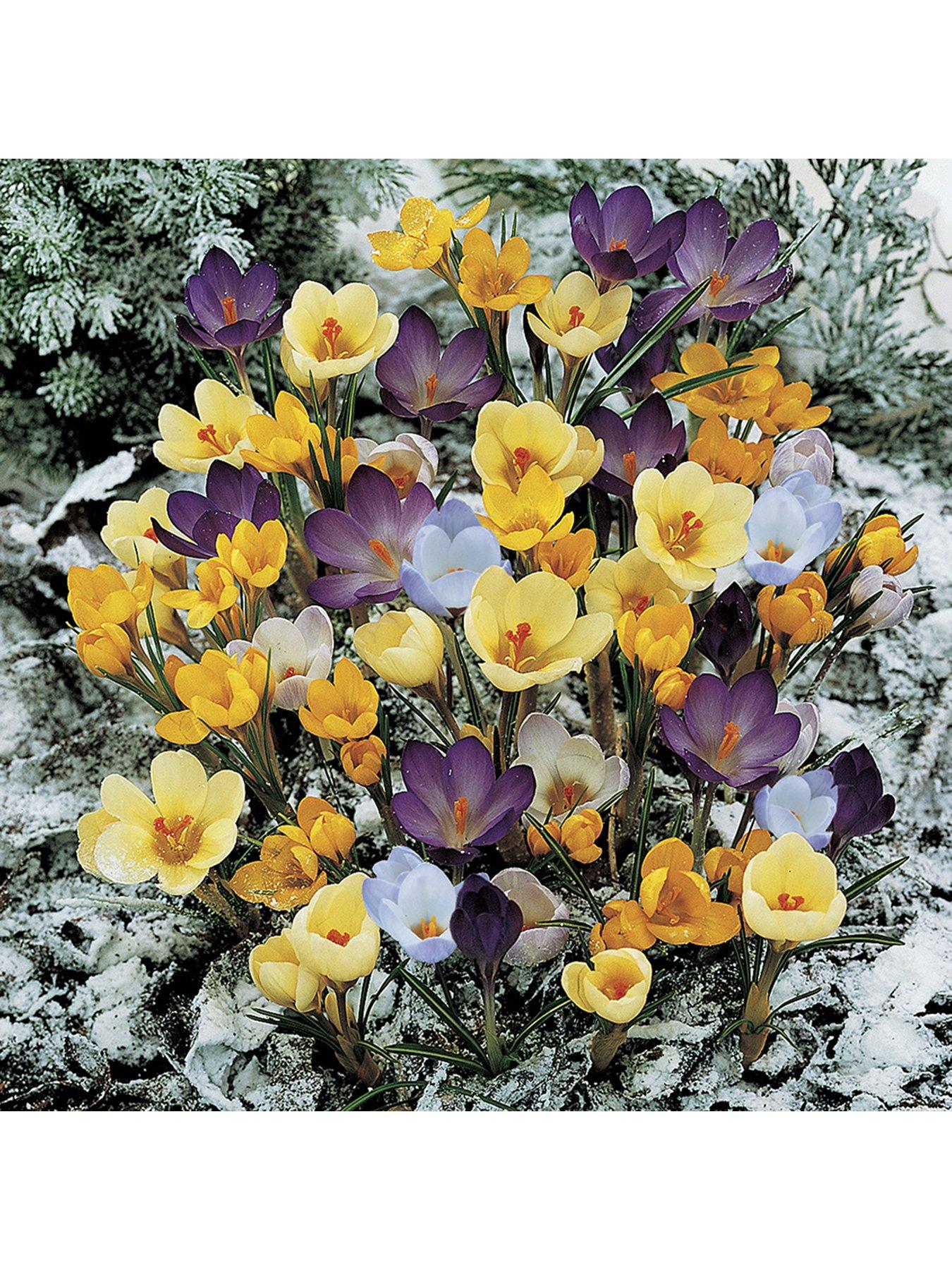You Garden Crocus Mixed Species - 30 bulbs
