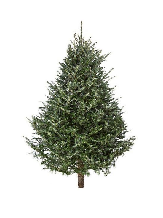front image of 6ft-fresh-cut-fraser-fir-real-christmas-tree