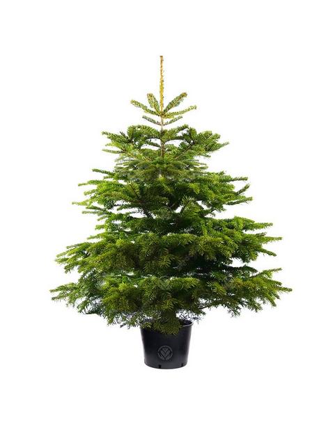 4ft-pot-grown-nordmann-fir-christmas-tree