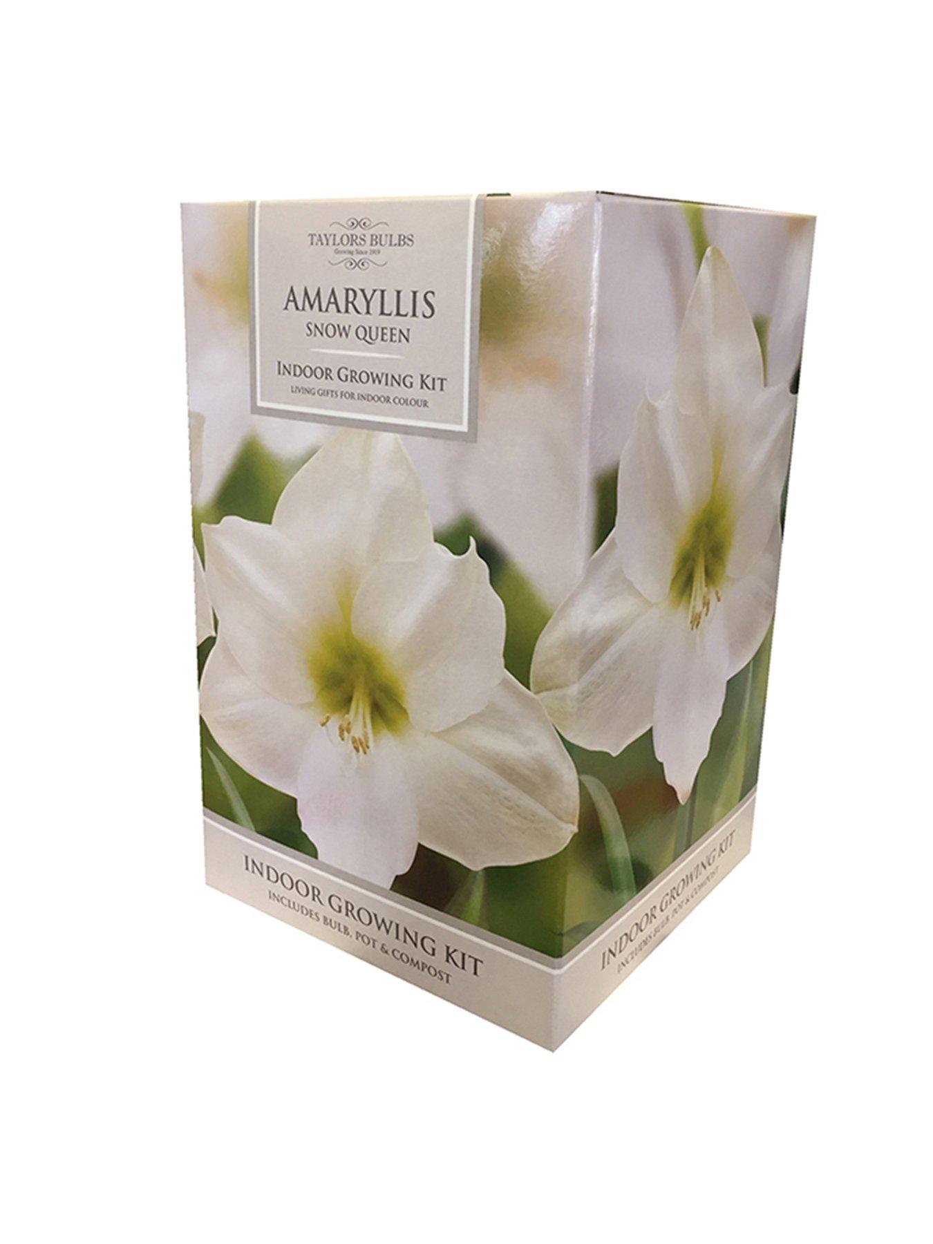 You Garden Amaryllis Gift Pack - Snow Queen