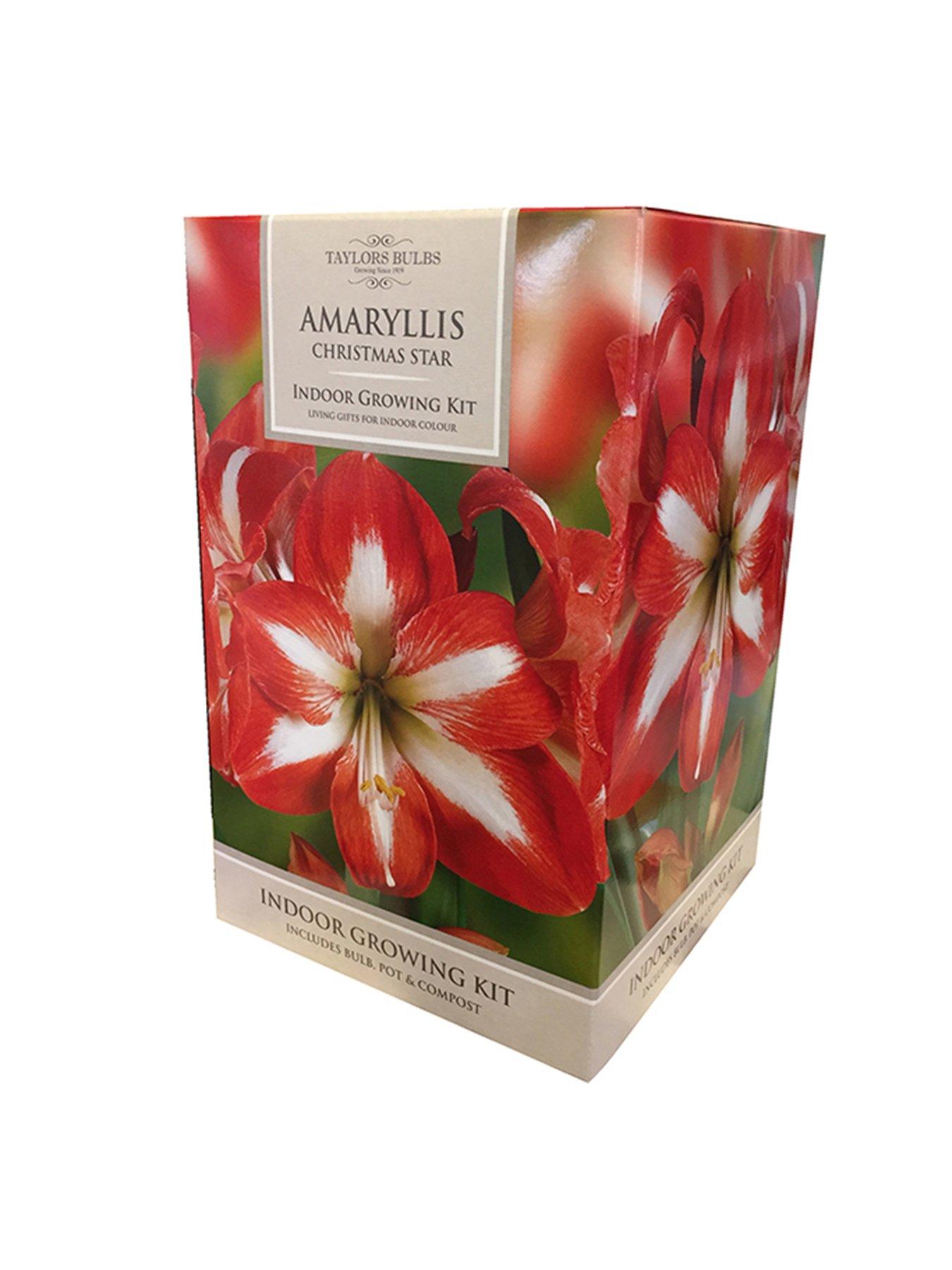 You Garden Amaryllis Gift Pack - Christmas Star