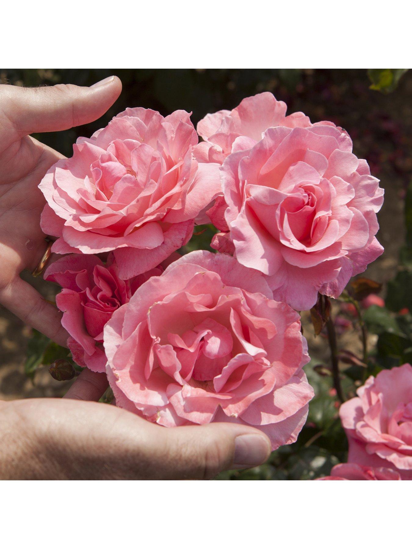 You Garden Rose 'Queen Elizabeth' (Bare Root)