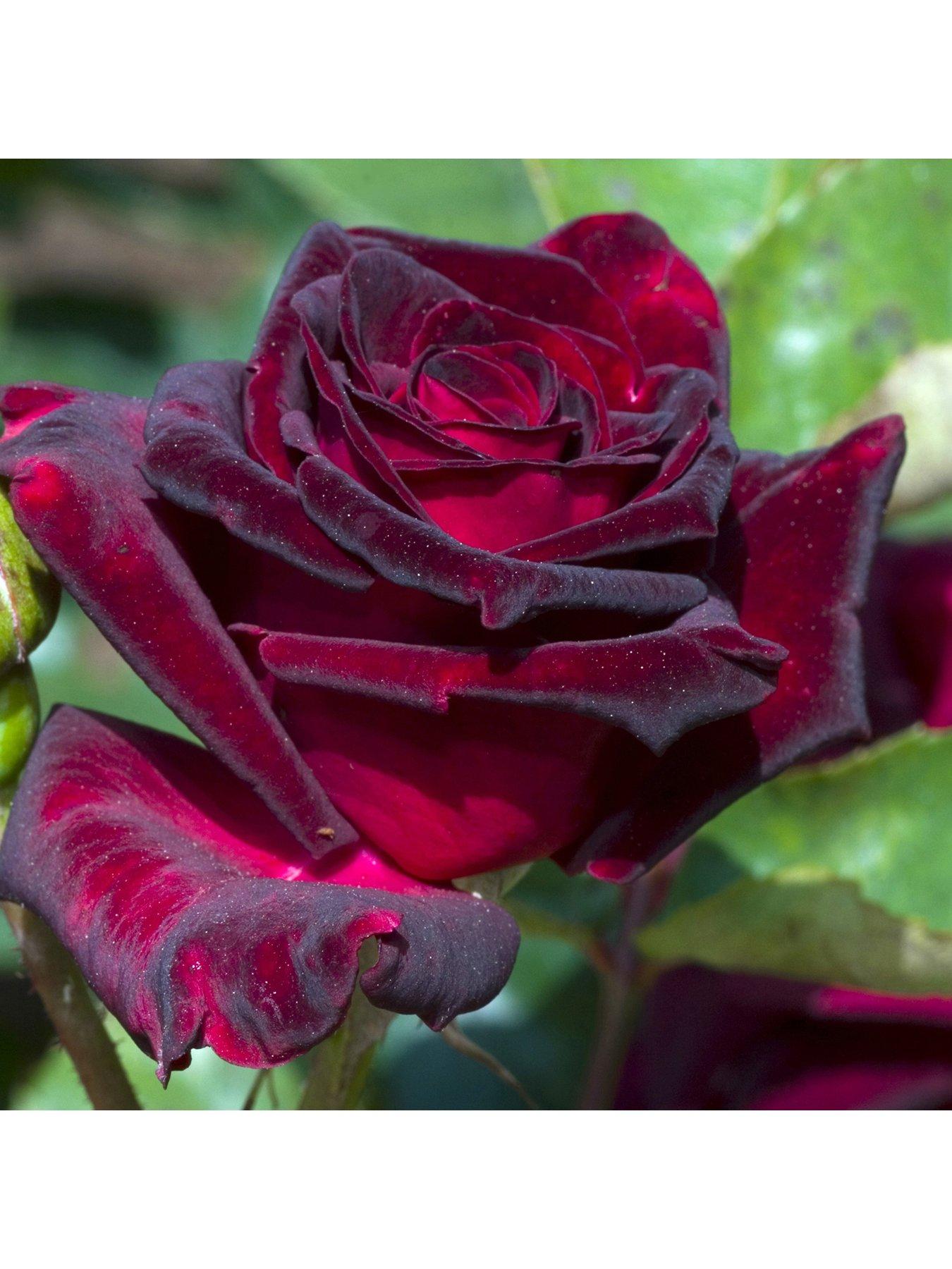 Image 1 of 3 of You Garden Rose 'Black Baccara' (Bare Root)