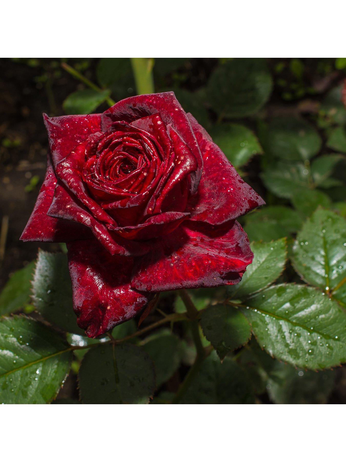 Image 2 of 3 of You Garden Rose 'Black Baccara' (Bare Root)