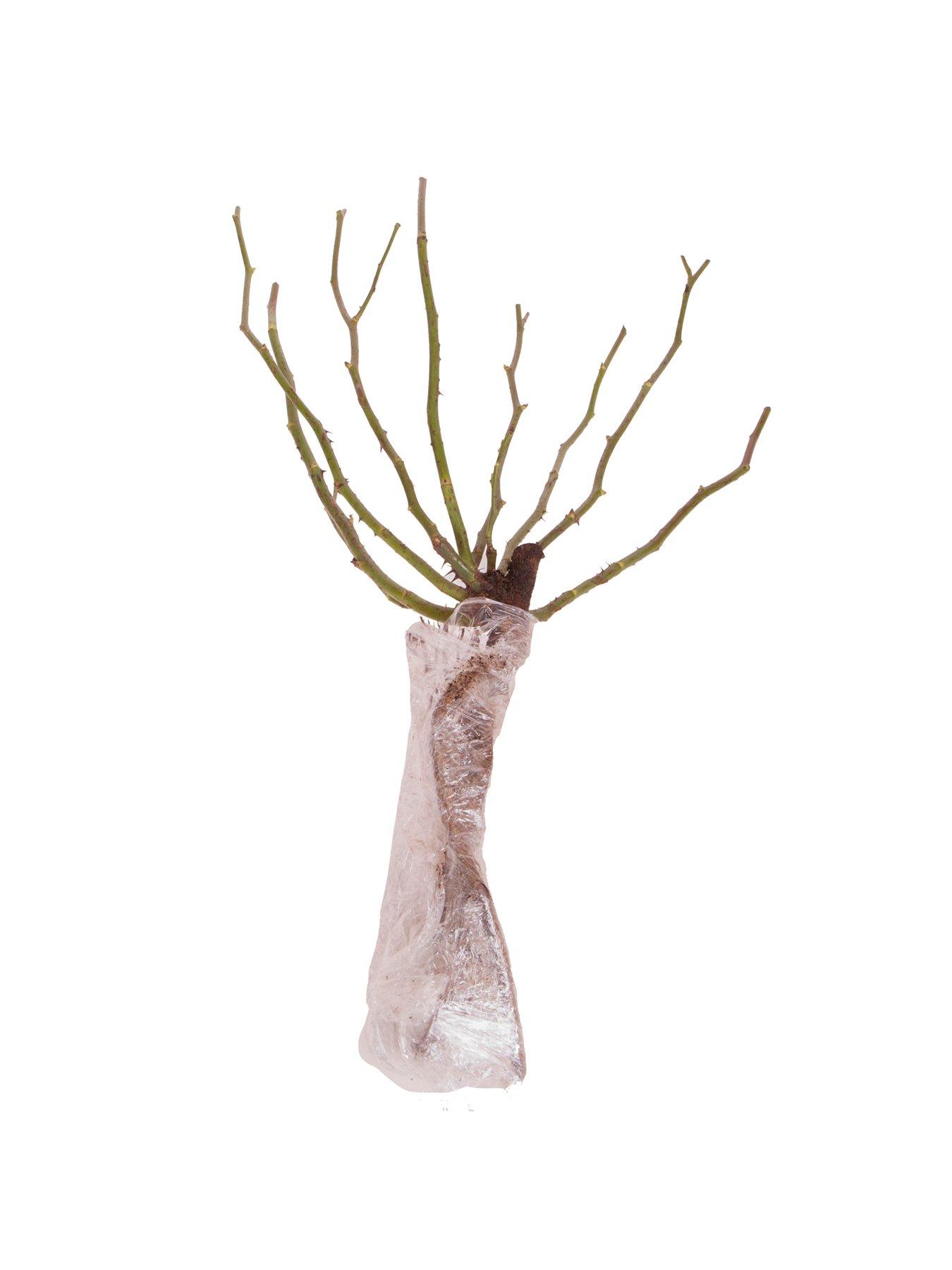 Image 3 of 3 of You Garden Rose 'Black Baccara' (Bare Root)