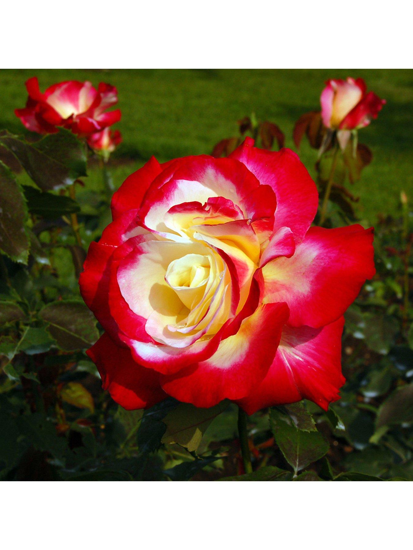 You Garden Rose 'Double Delight' (Bare Root)