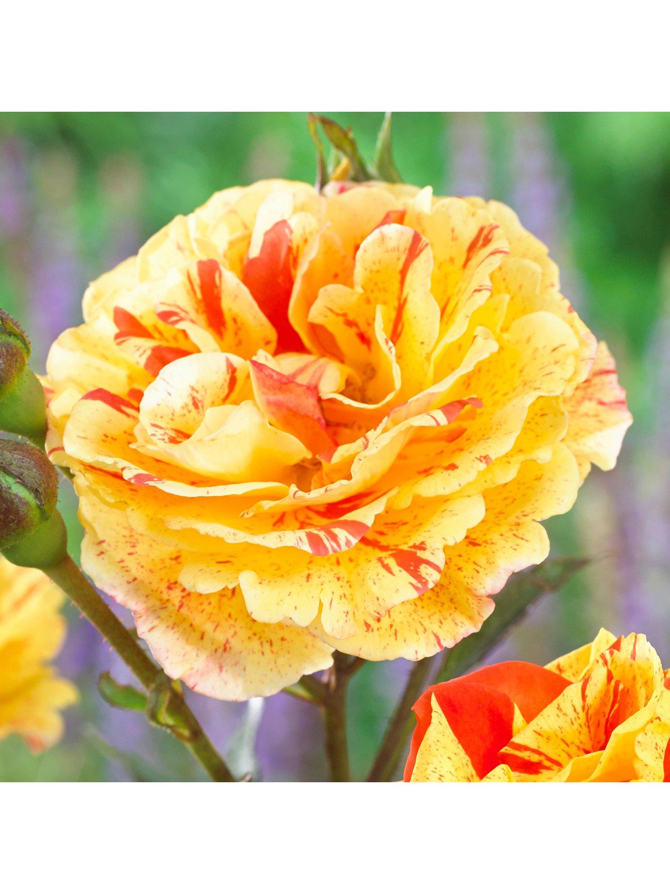  image of you-garden-rose-oranges-amp-lemons-papagena-bare-root